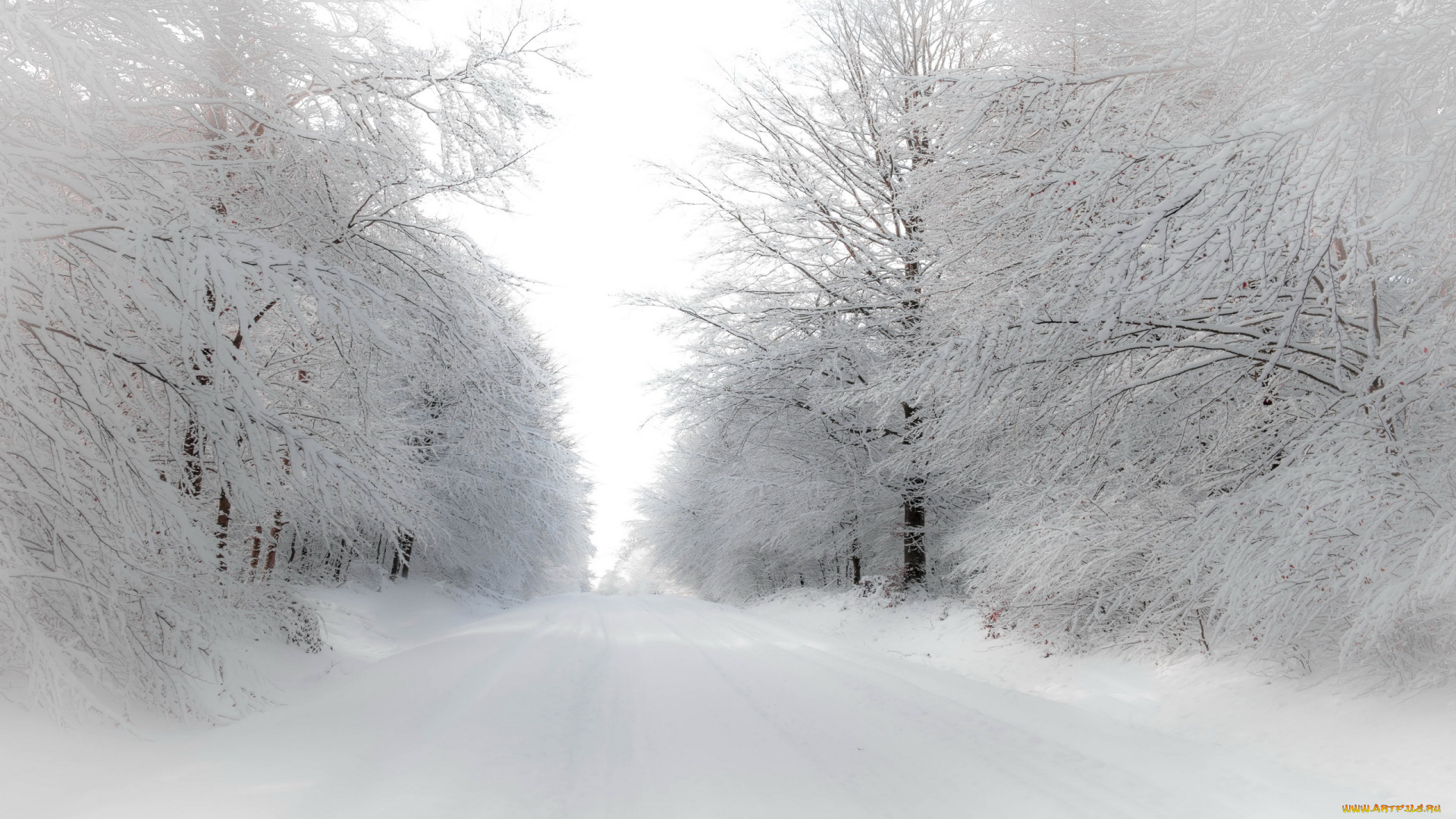 природа, зима, деревья, снег