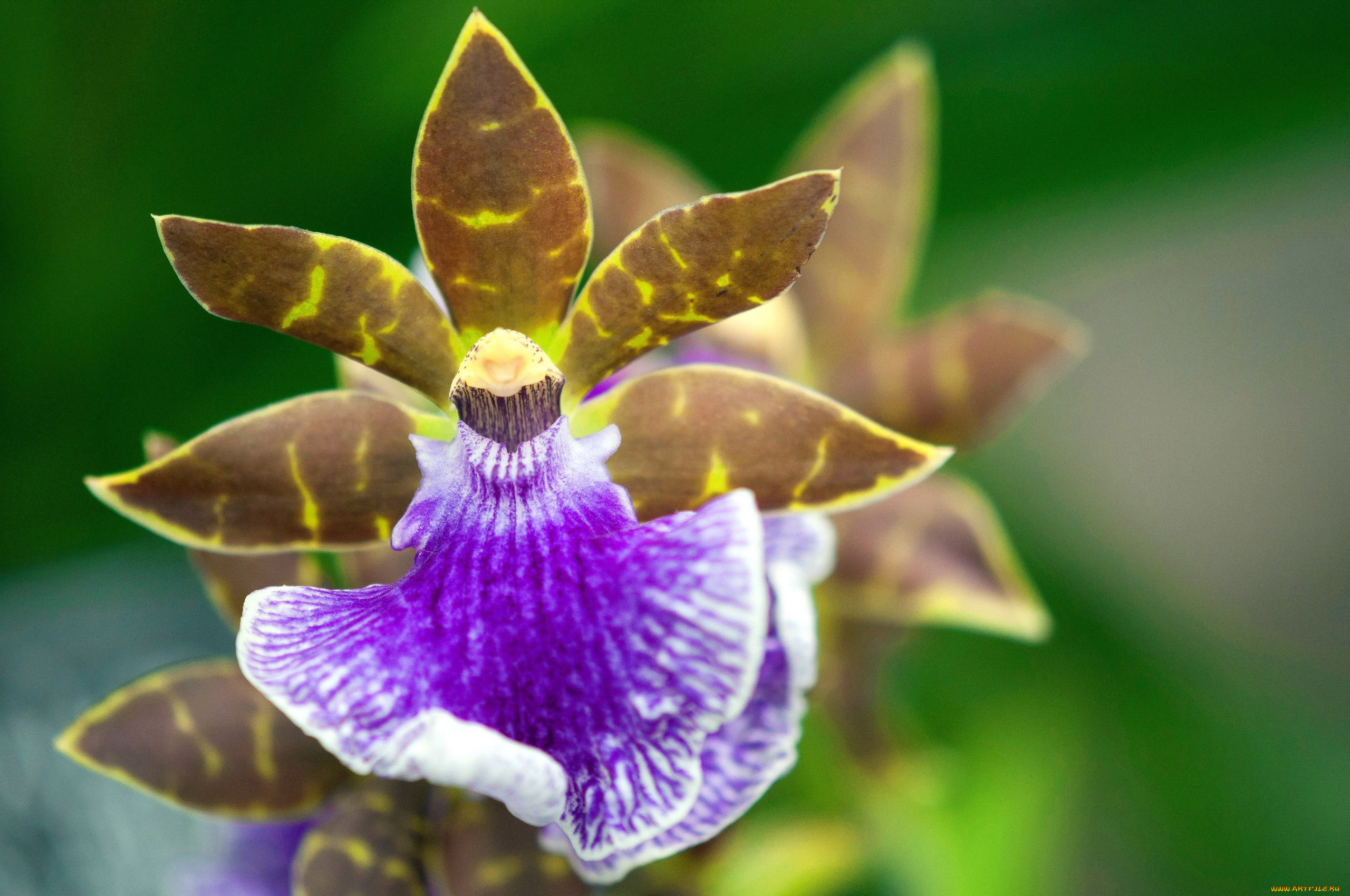 цветы, орхидеи, экзотика