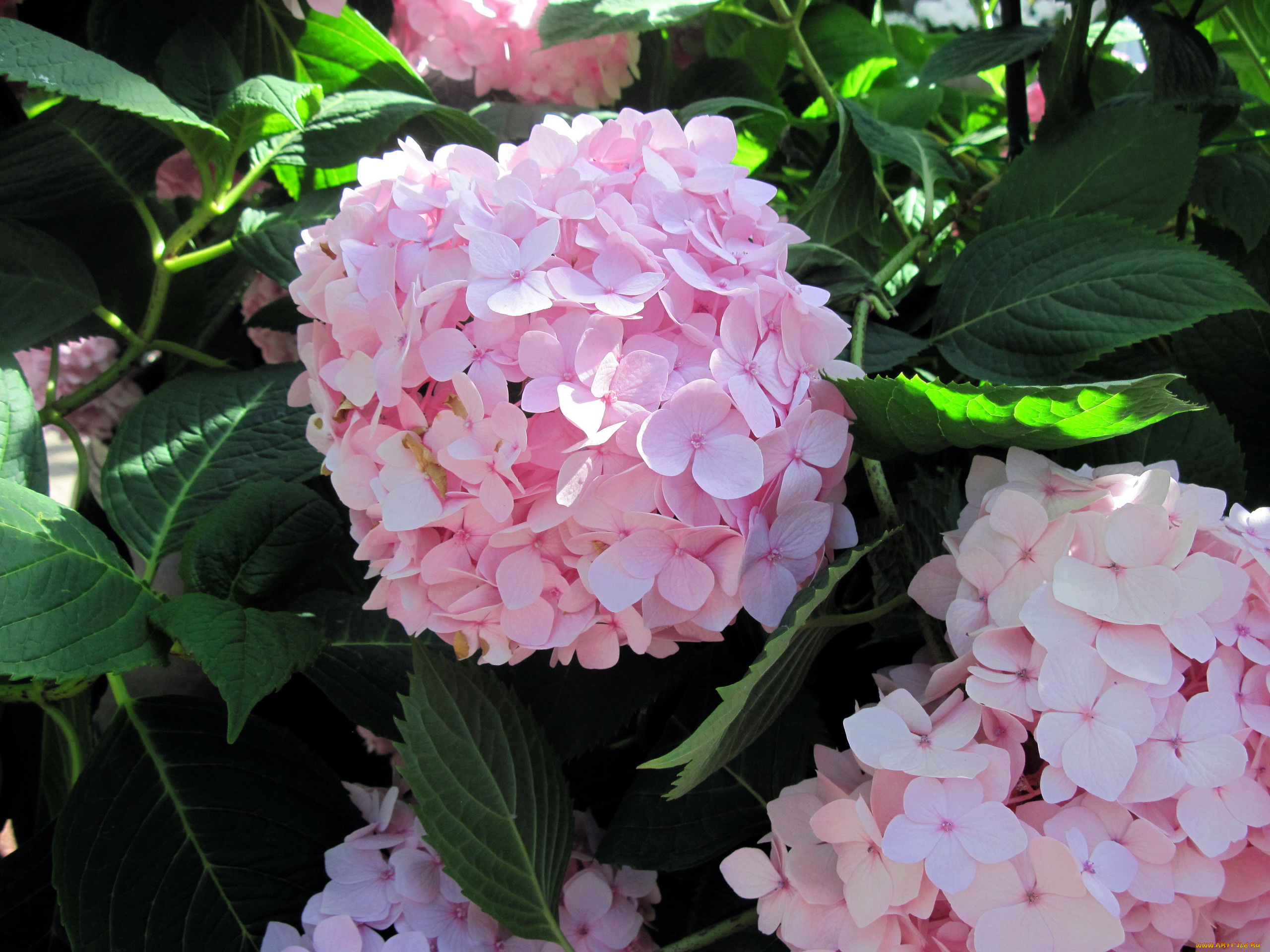 цветы, гортензия, розовый