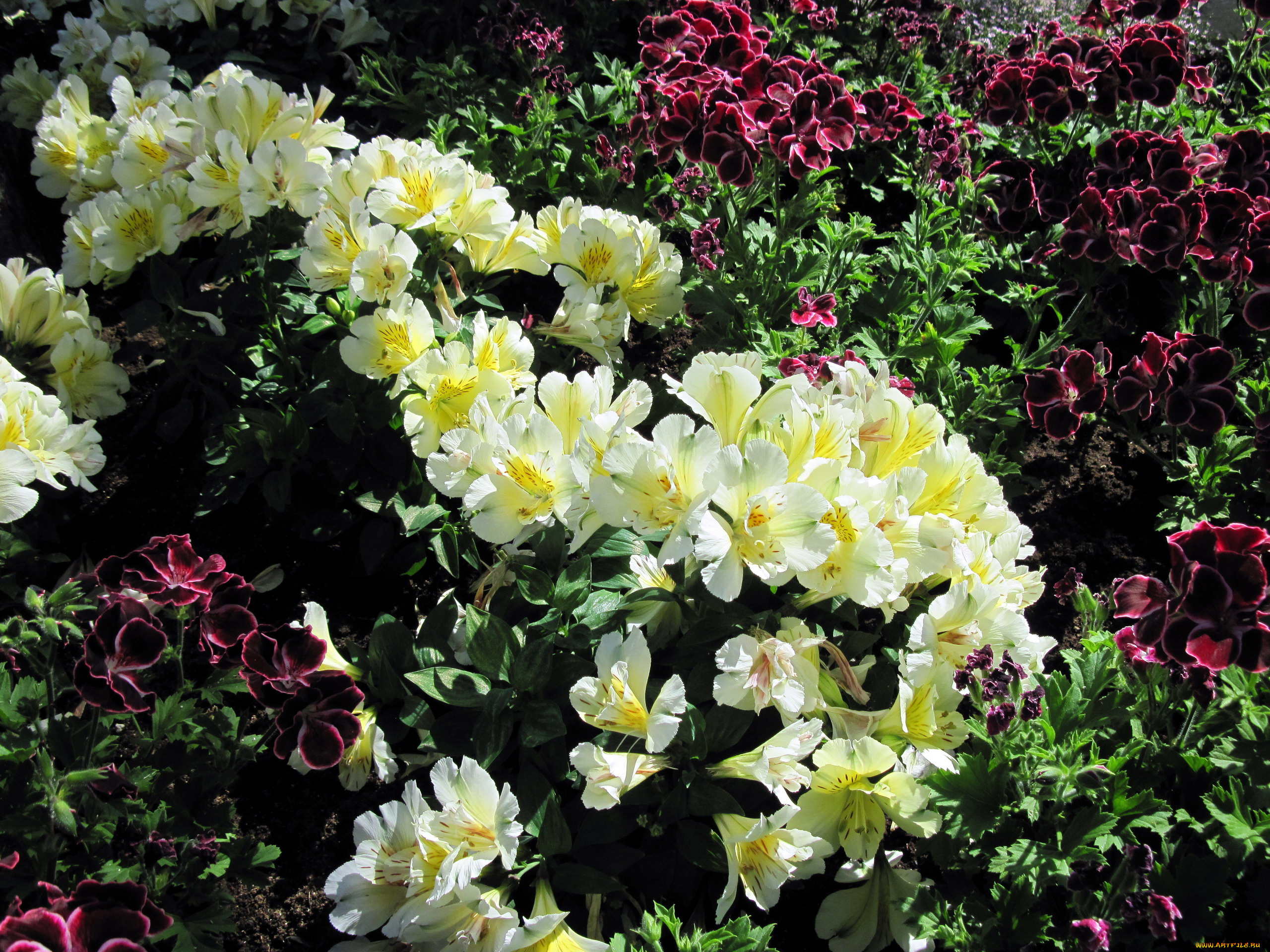 цветы, разные, вместе, альстромерия, герань