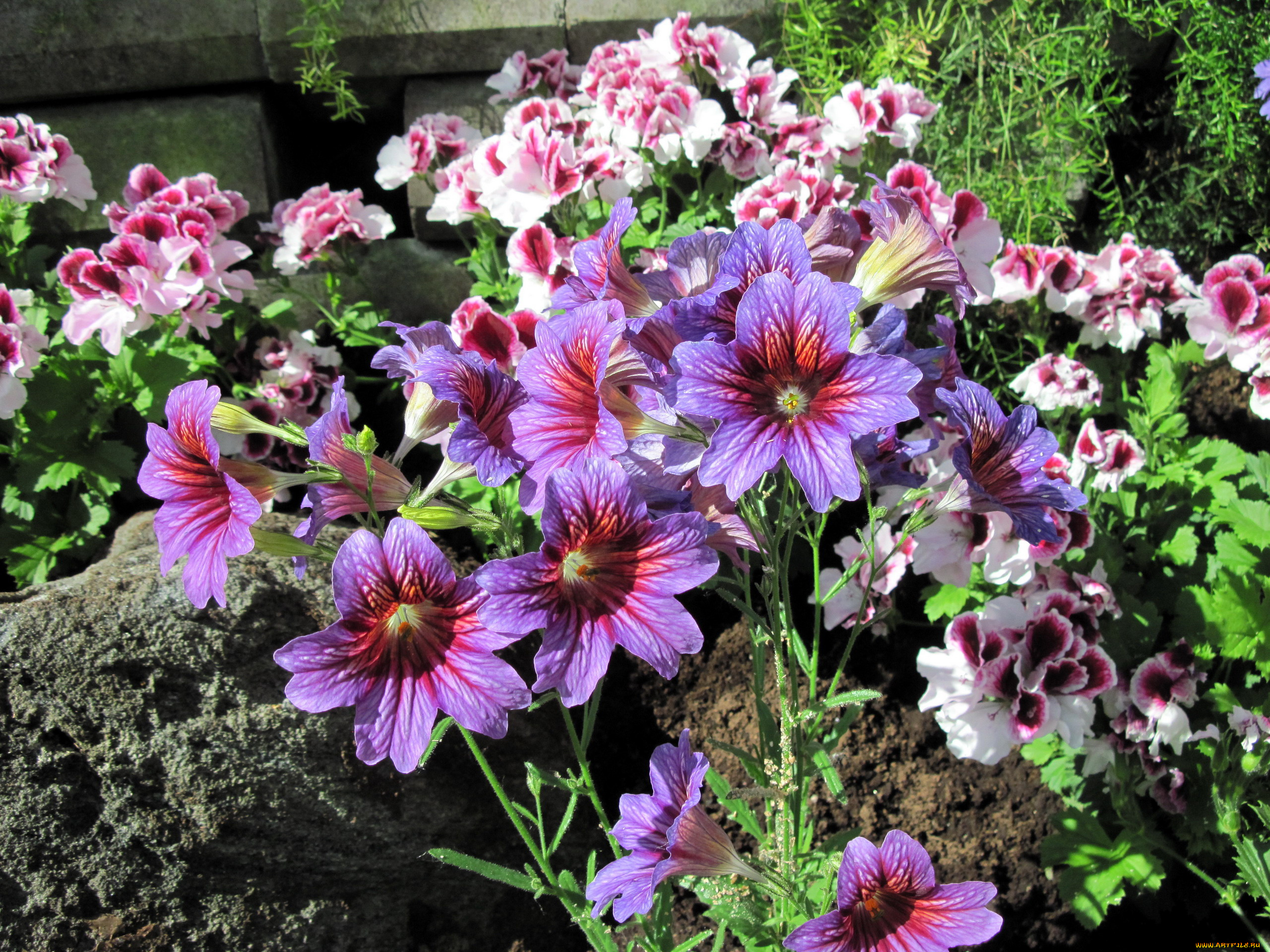 цветы, разные, вместе, сальпиглоссис, герань