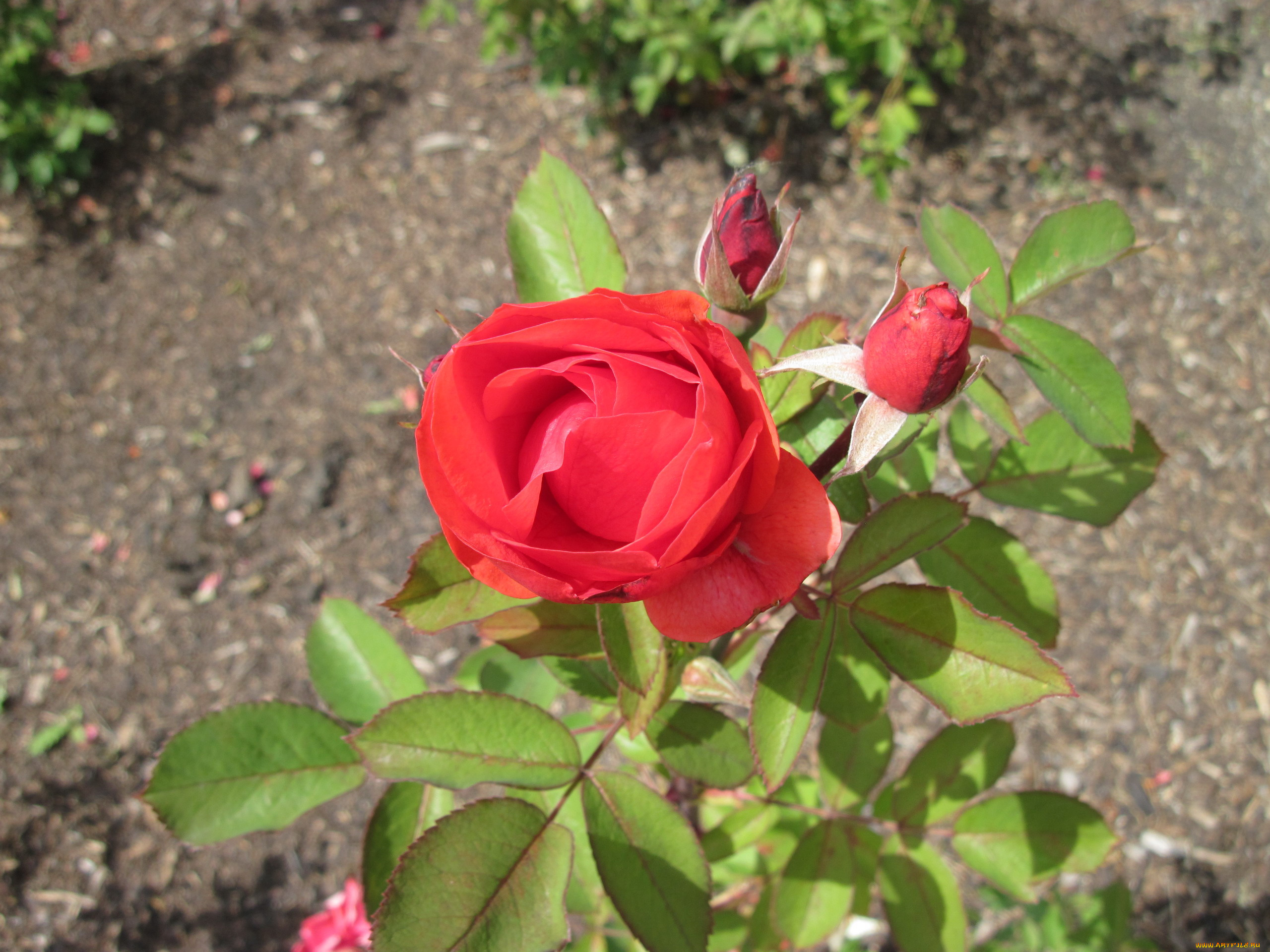 цветы, розы, бутоны