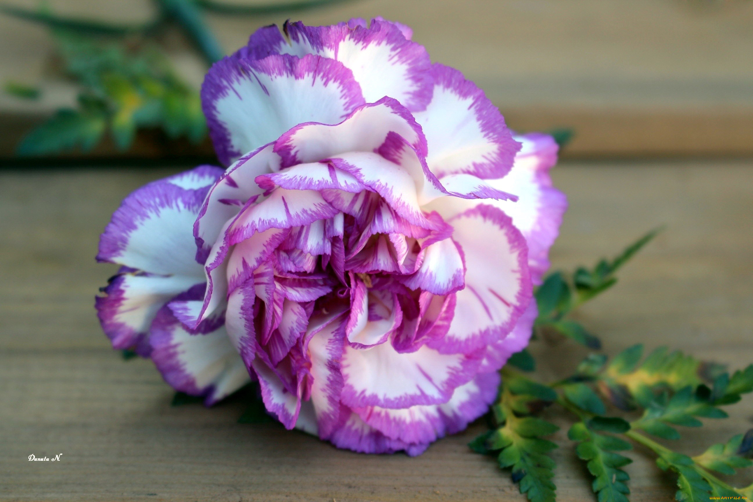 цветы, гвоздики, пестрый