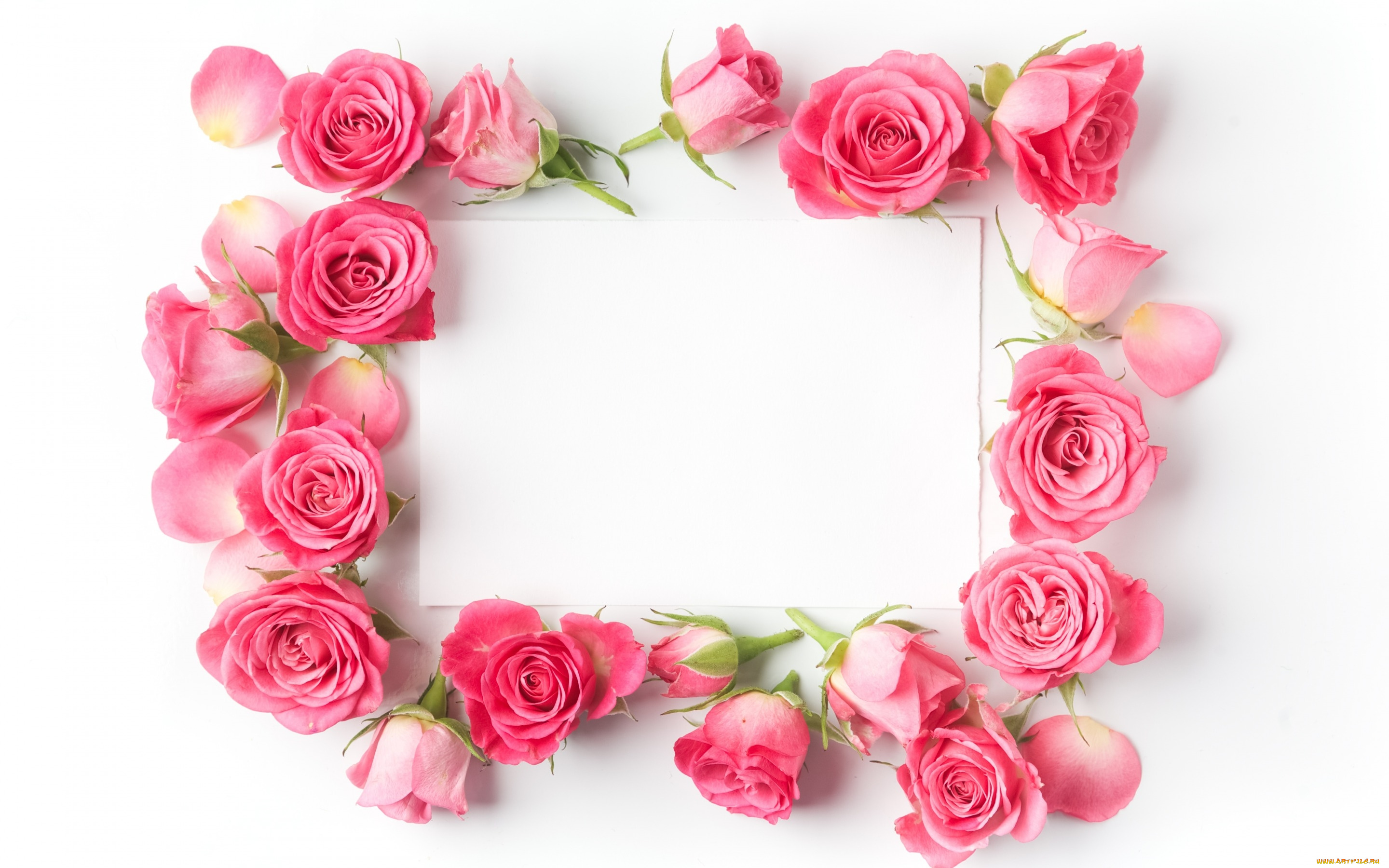 цветы, розы, бутоны, бумага