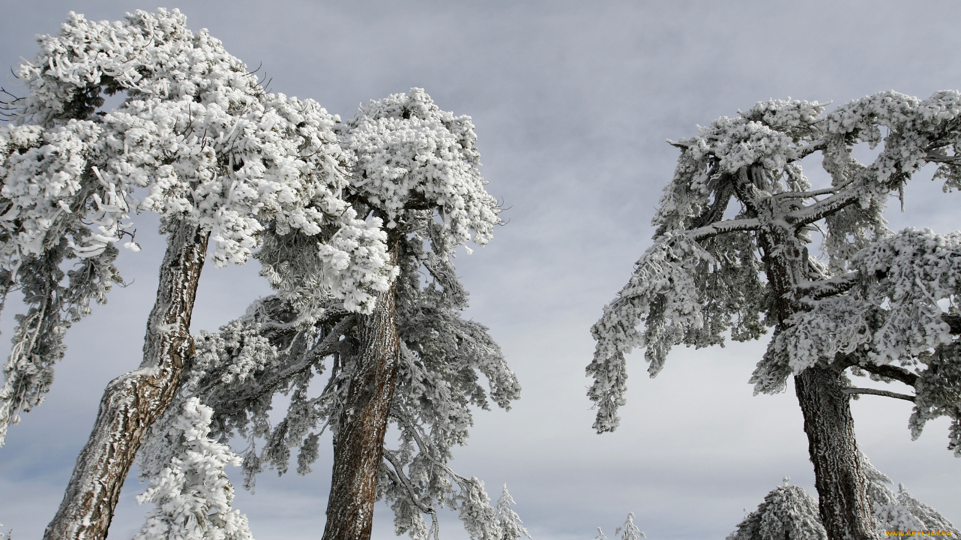 природа, деревья, снег