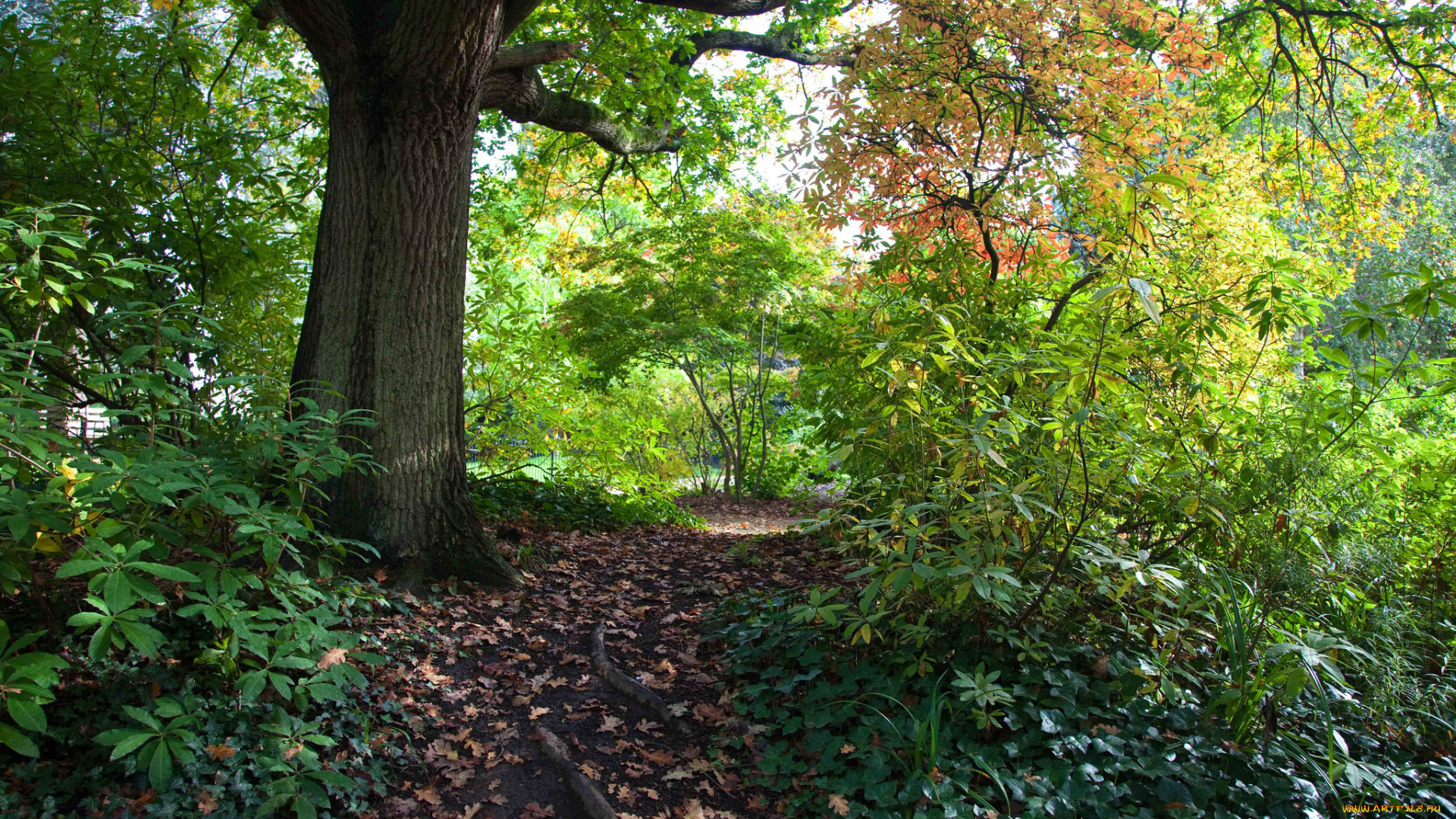 природа, лес, простор