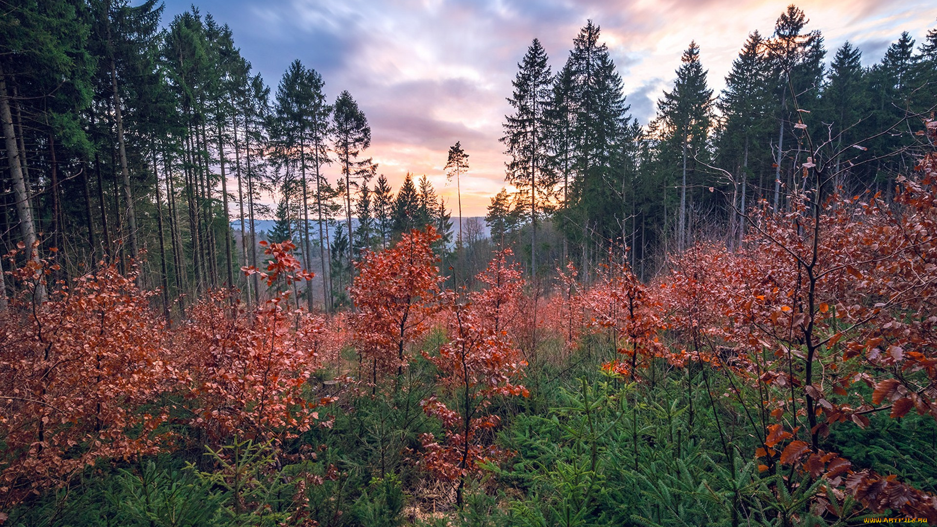 природа, лес, простор