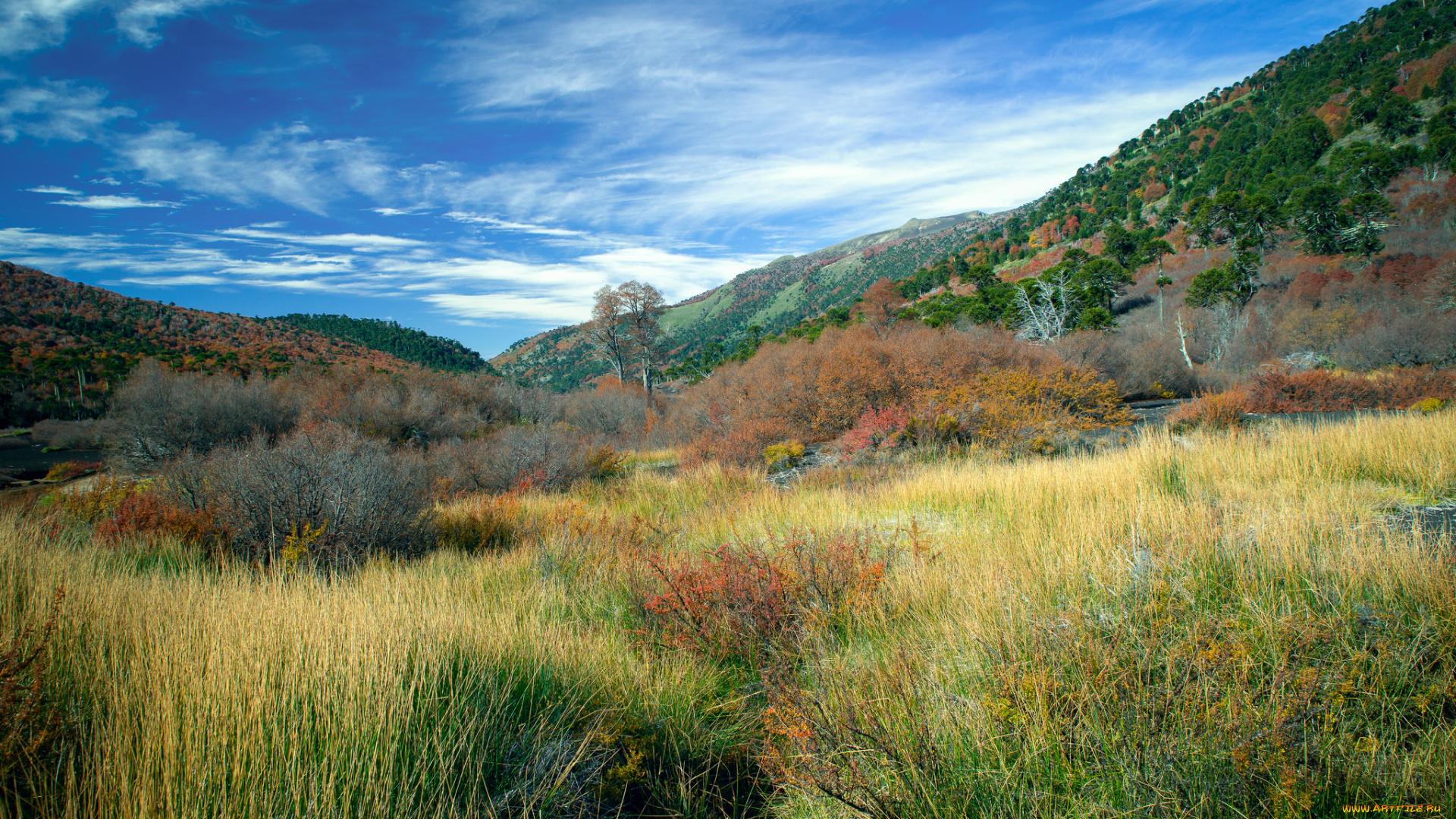 природа, луга, простор