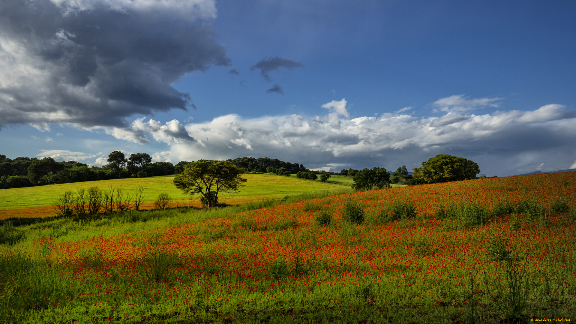 природа, луга, простор