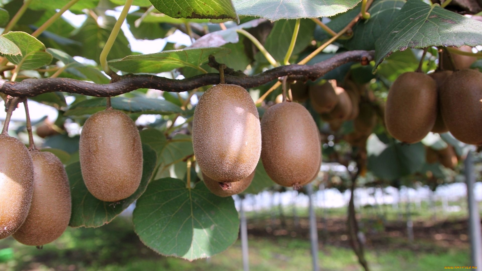 природа, плоды, киви, ветка