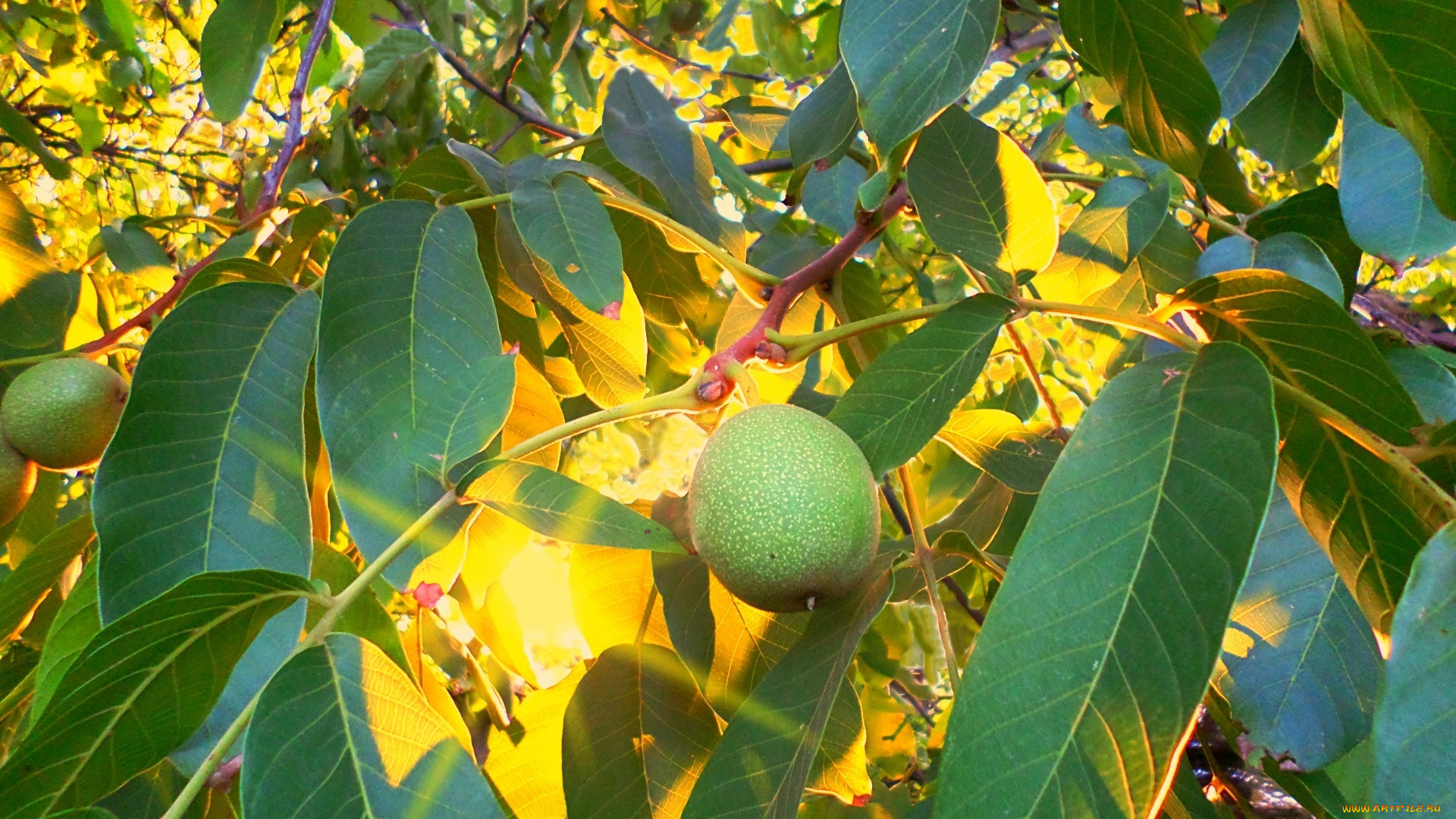 природа, плоды, орех, солнце, вечер