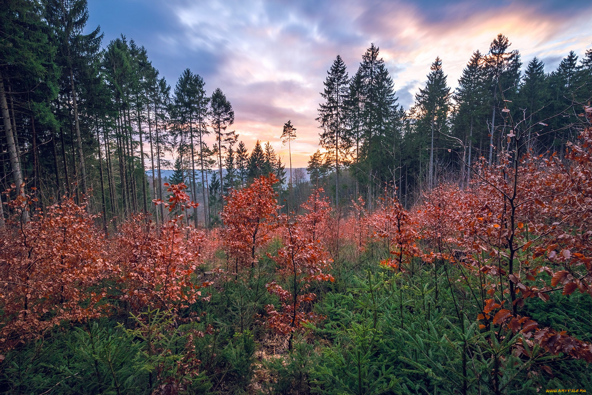 природа, лес, простор