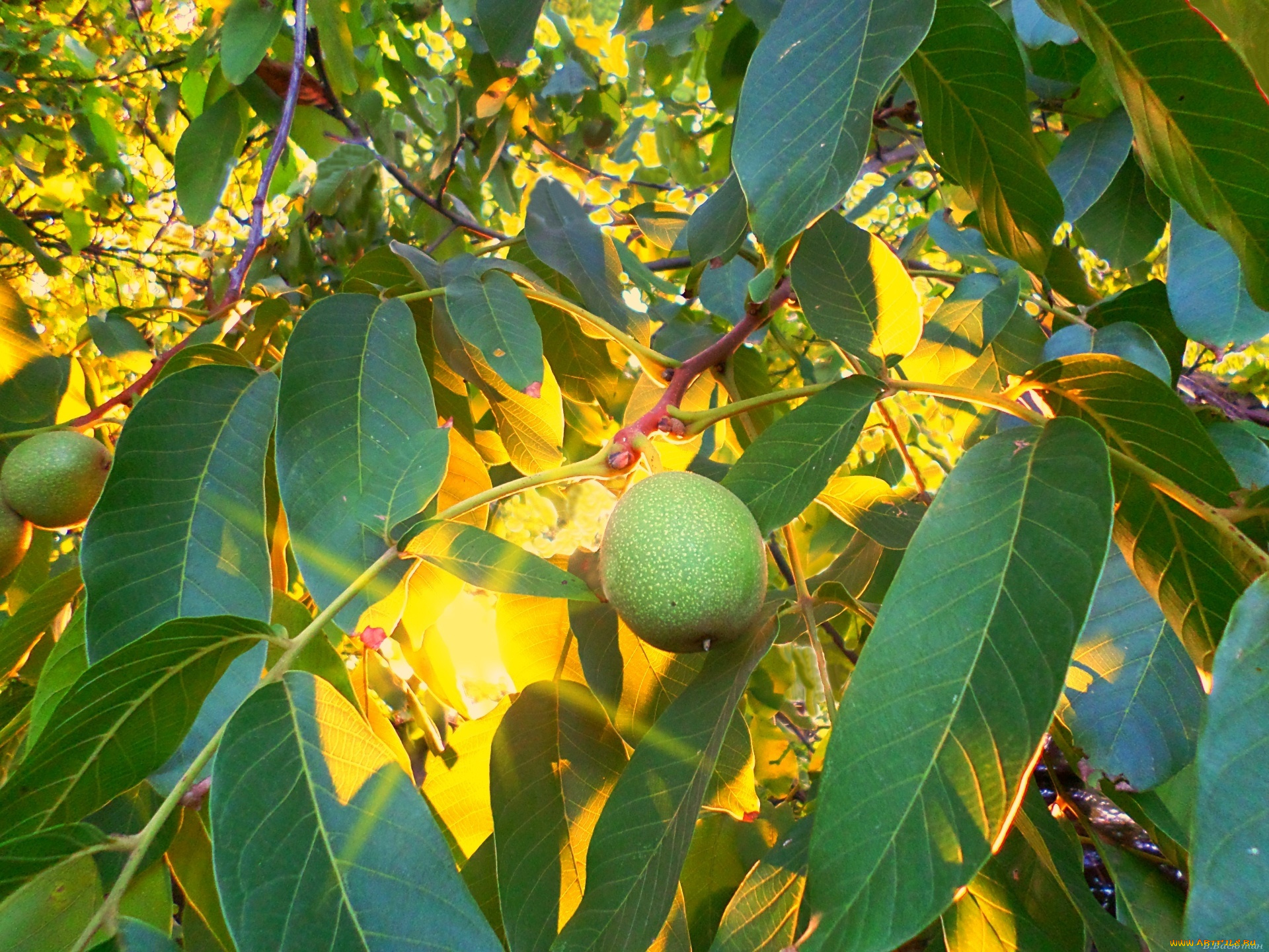 природа, плоды, орех, солнце, вечер