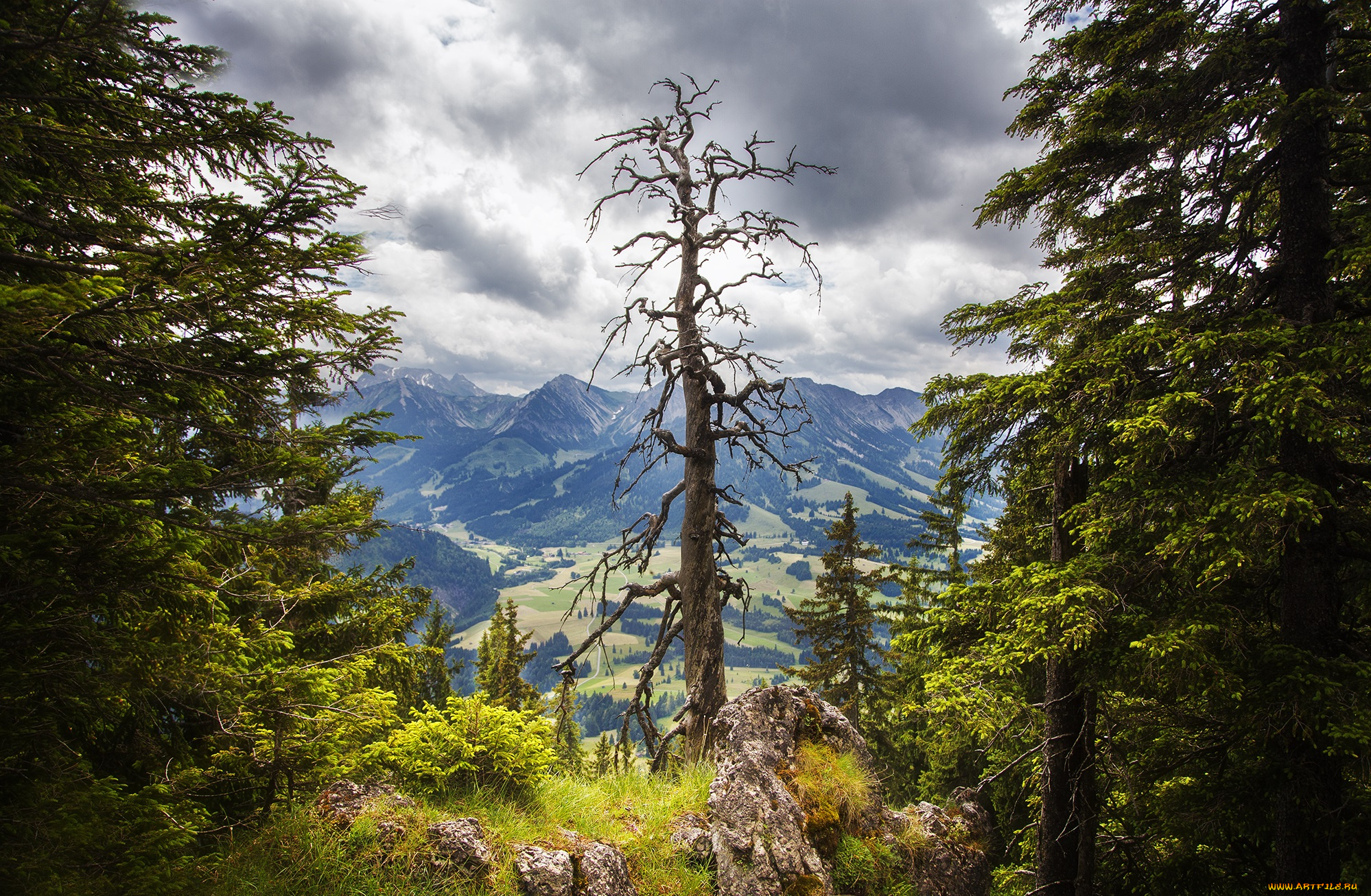 природа, лес, простор