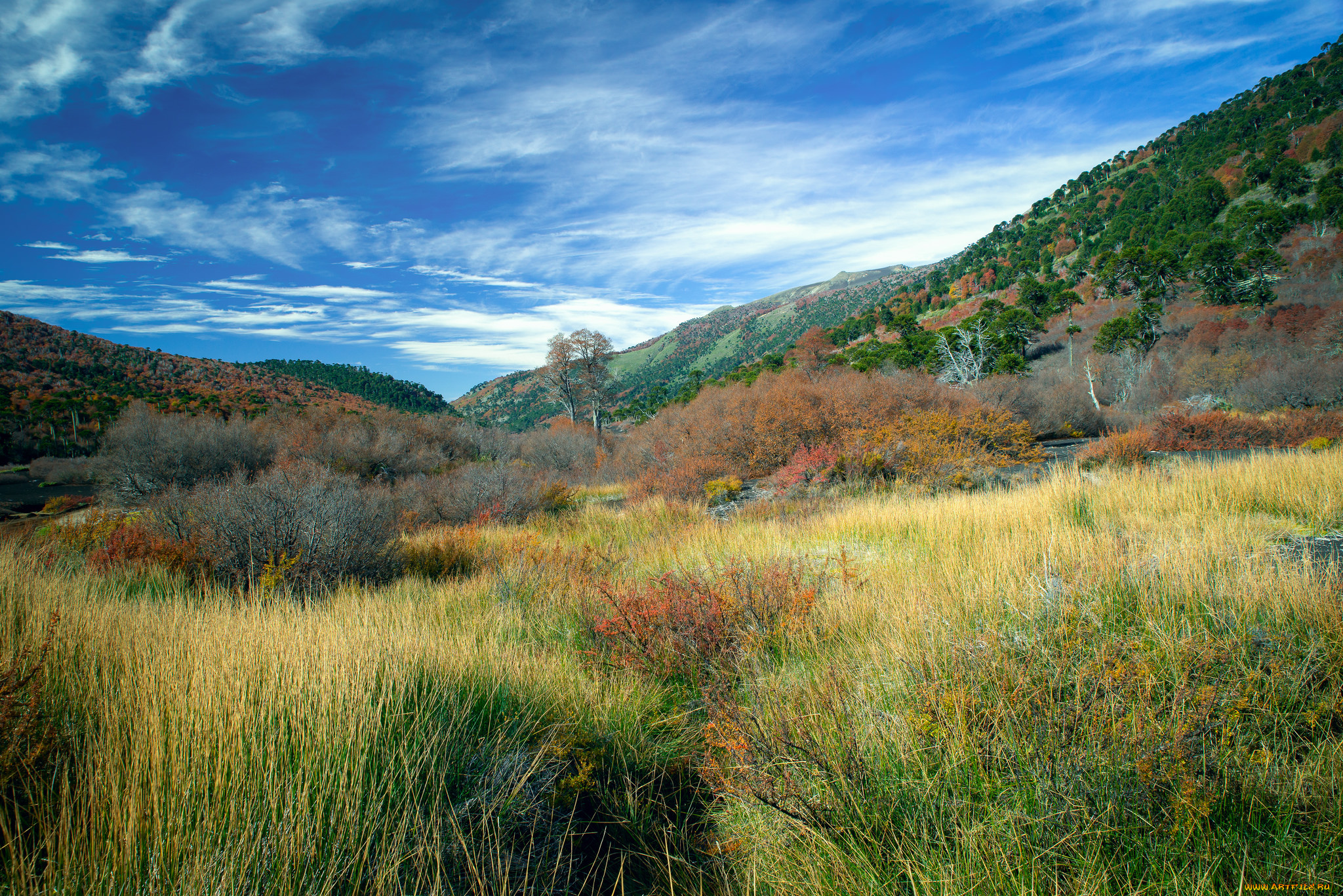 природа, луга, простор