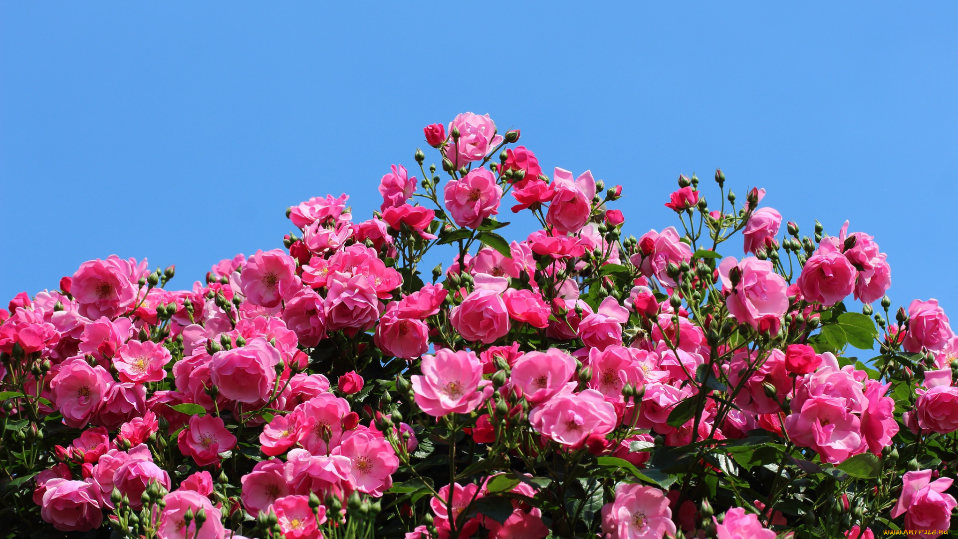 цветы, розы