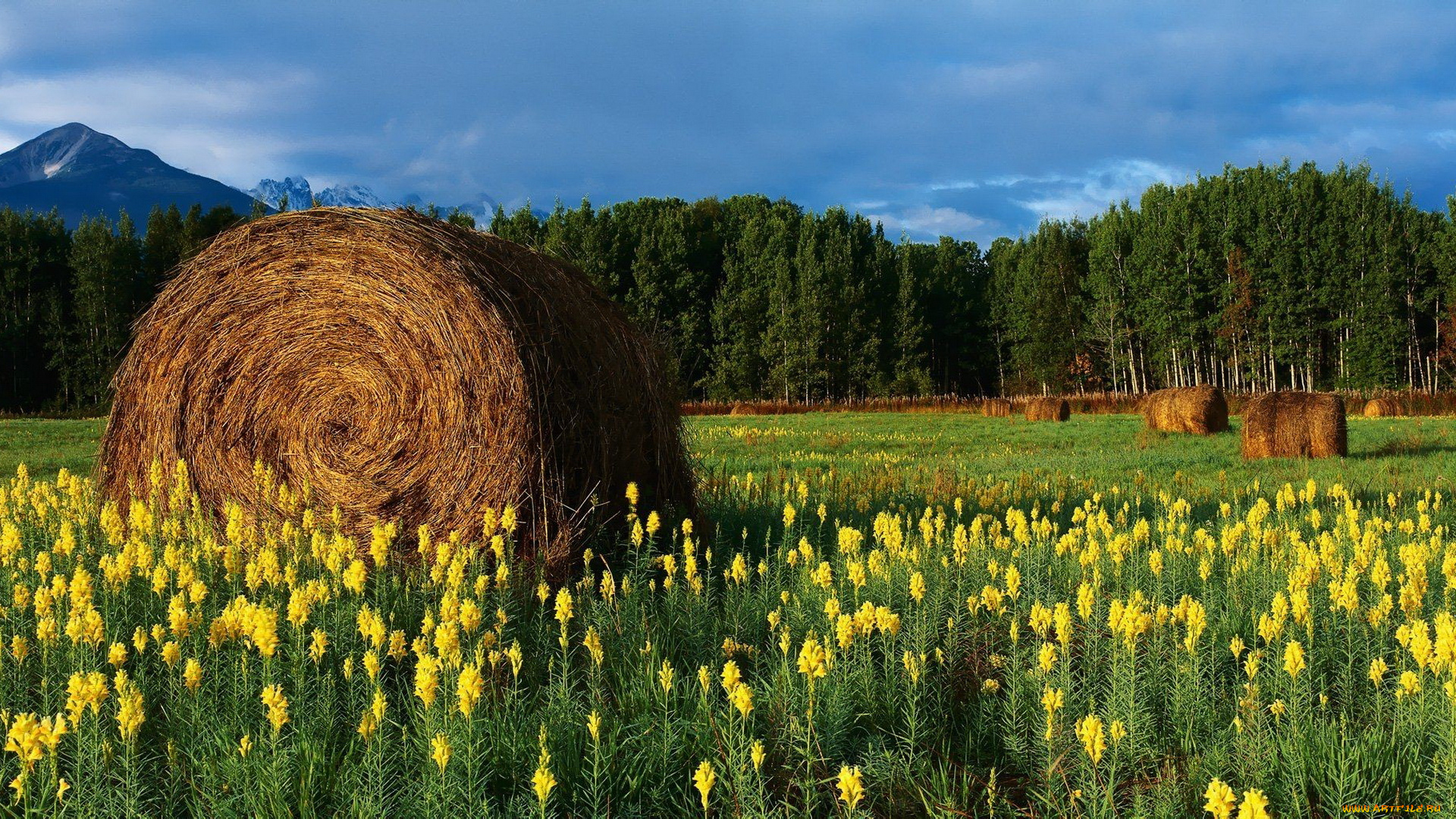 природа, луга, луг, сено, лес, горы, тучи