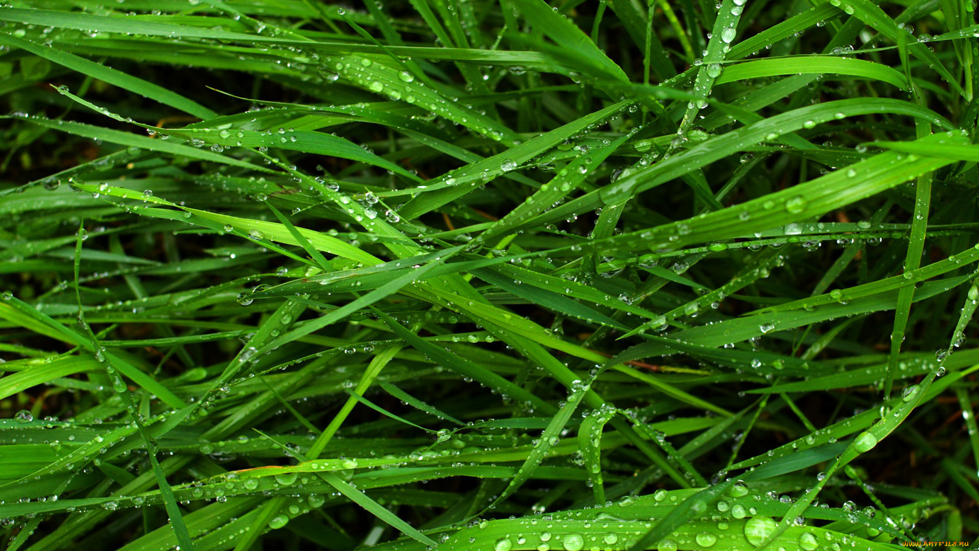 природа, макро, капли, трава