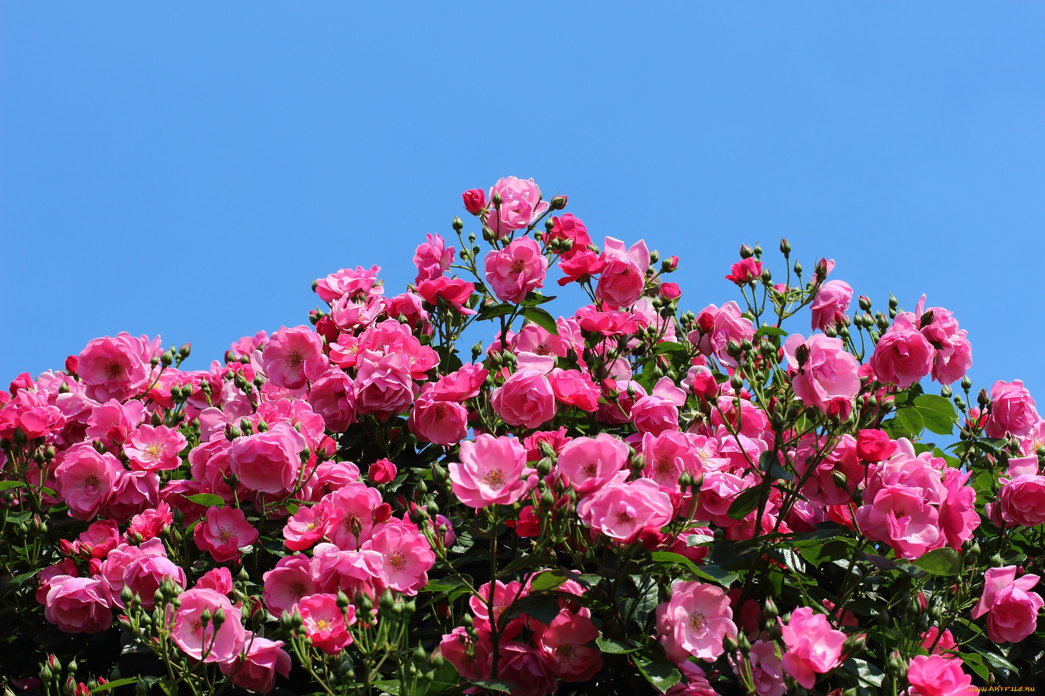 цветы, розы