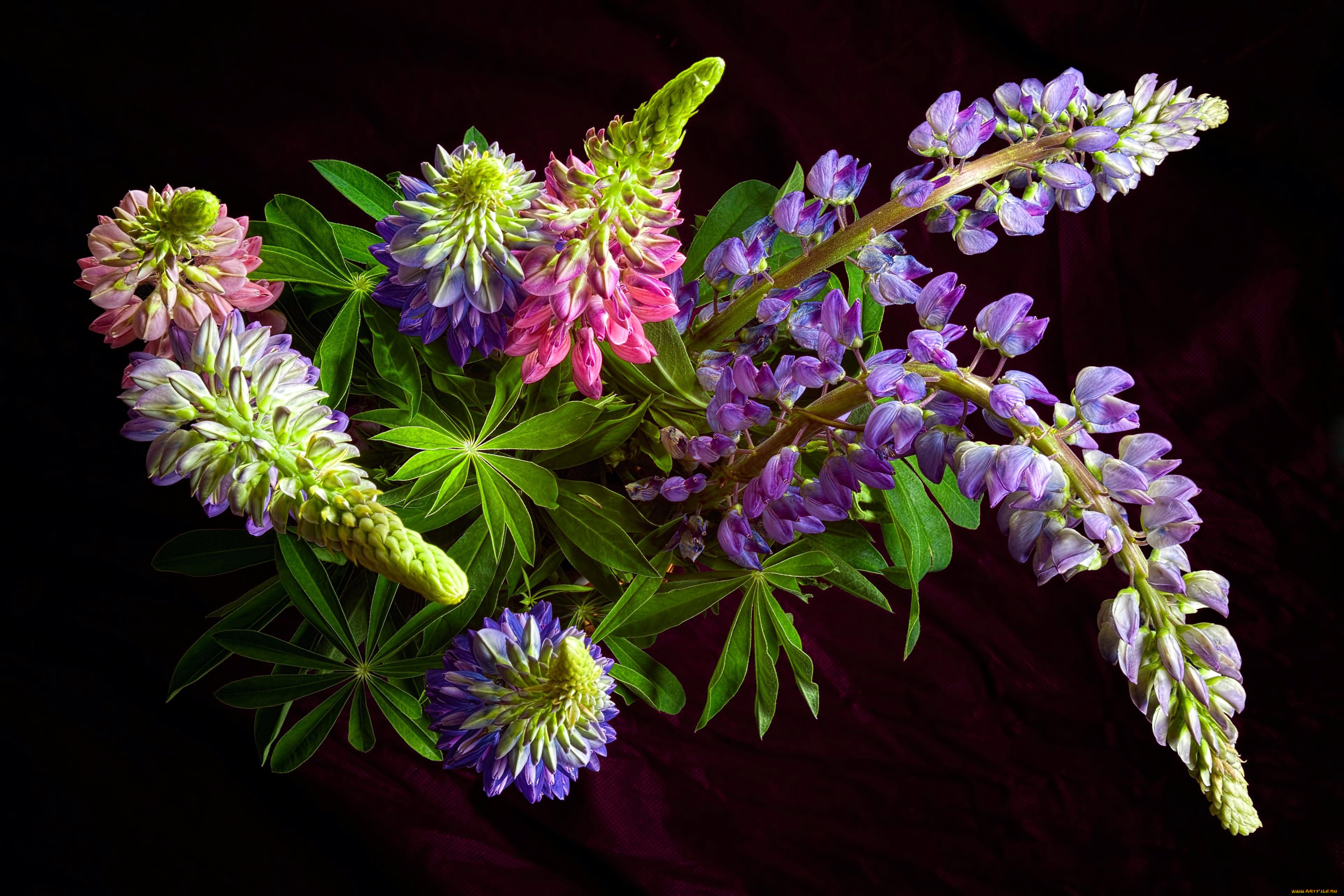 цветы, люпин, соцветие