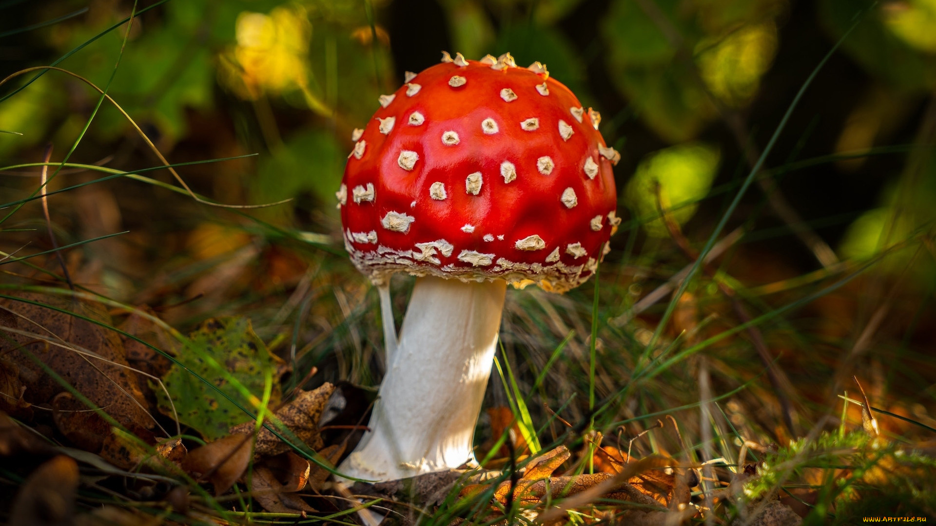 природа, грибы, , мухомор, мухомор