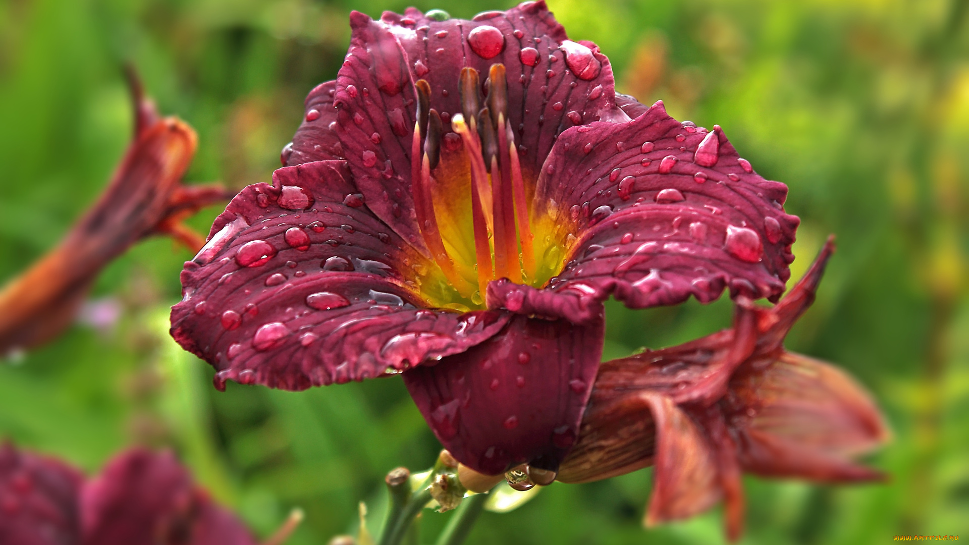 цветы, лилии, , лилейники, роса