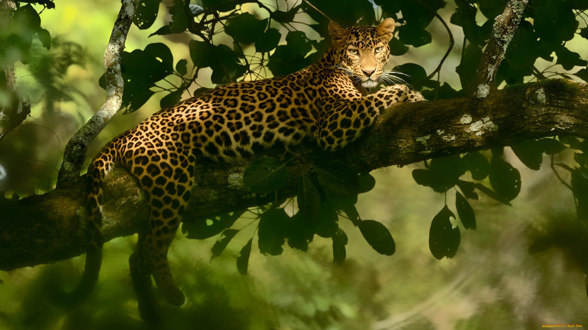 животные, леопарды, свет, дерево, леопард, лежит