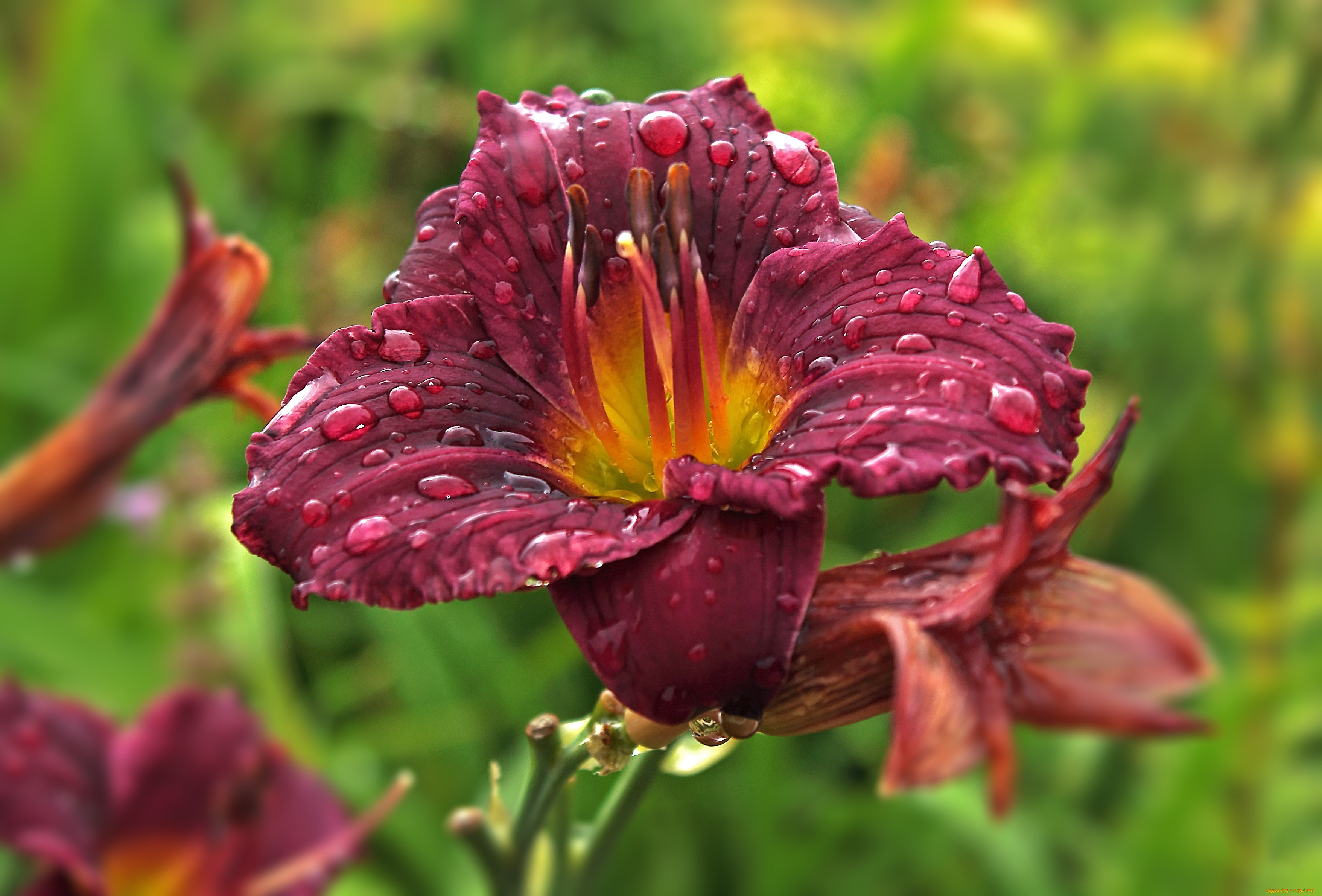 цветы, лилии, , лилейники, роса