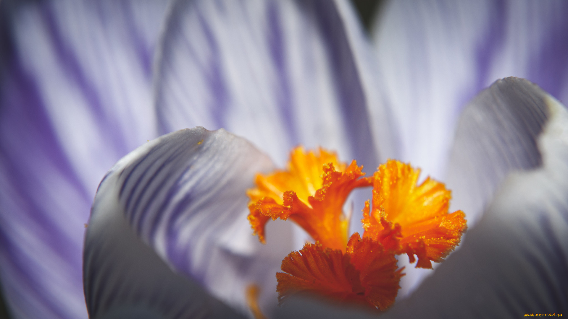 цветы, крокусы