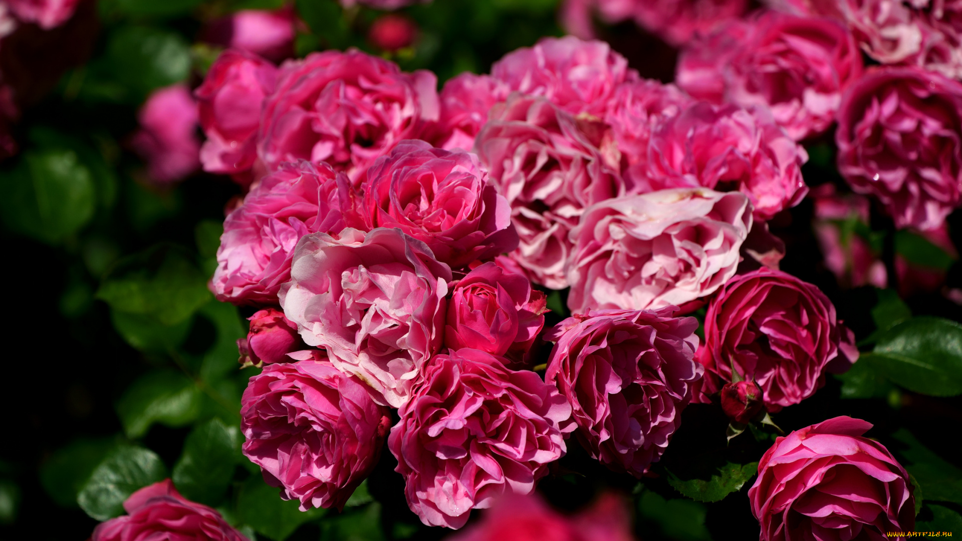 цветы, розы