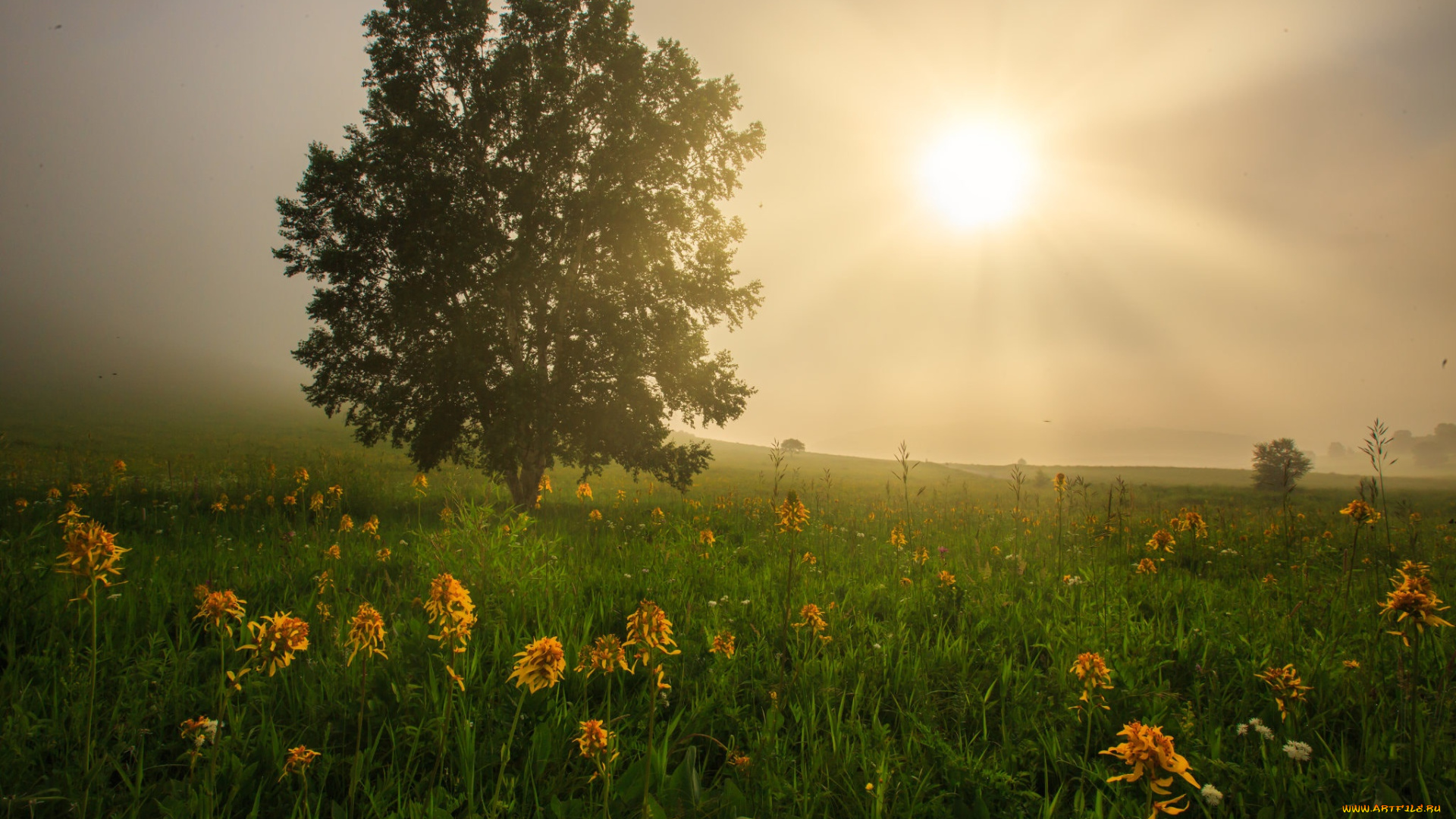 природа, луга, поле, солнце, цветы, туман, дерево, луг