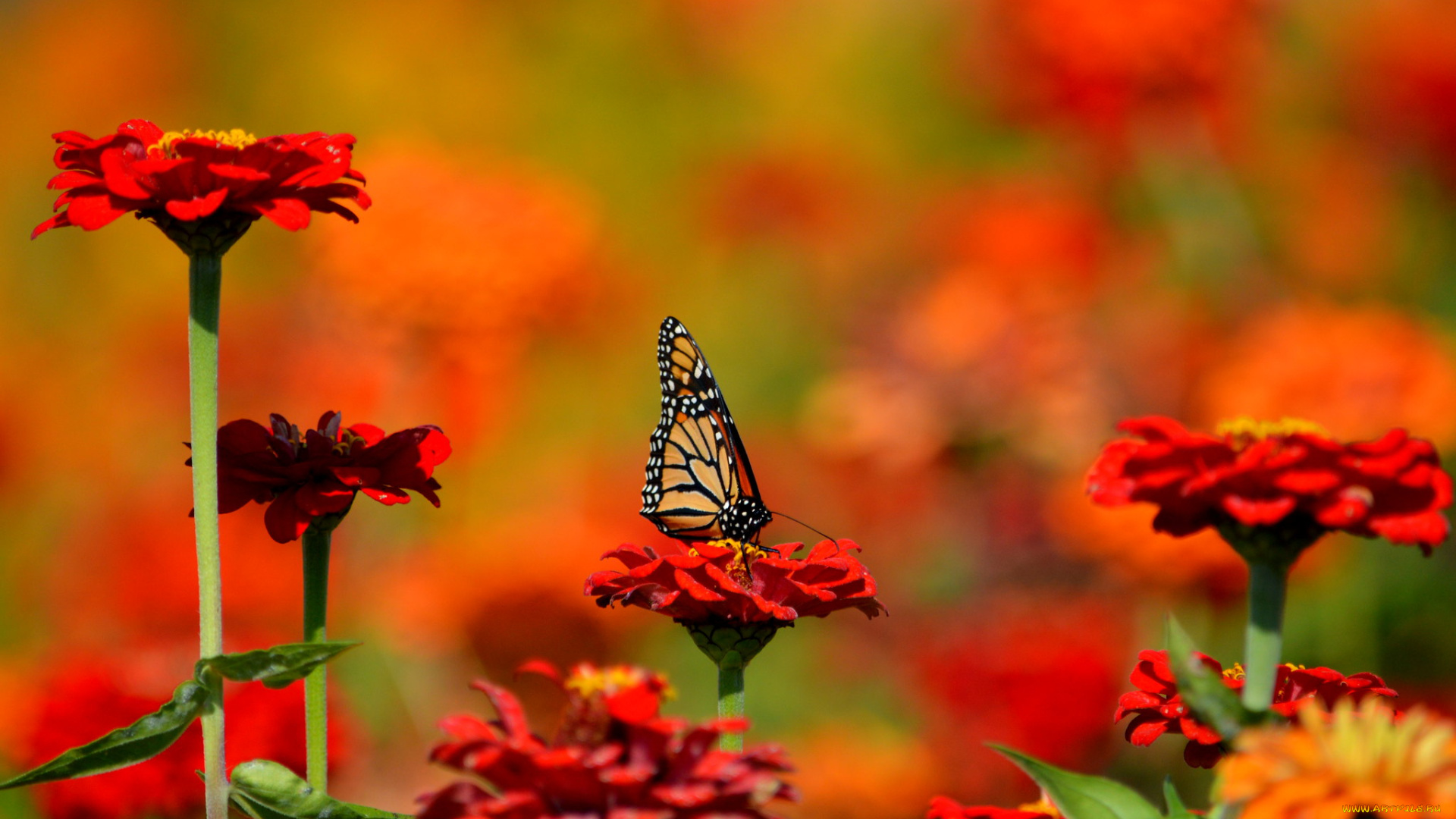 животные, бабочки, , мотыльки, , моли, цветы, природа, бабочка, насекомое