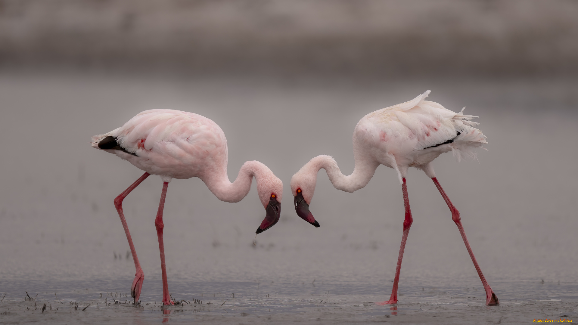 животные, фламинго, птицы, розовый, пара, вода