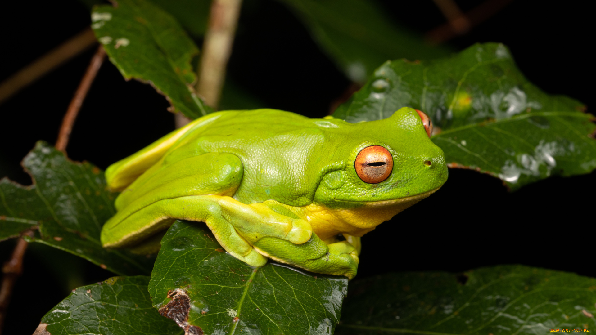 животные, лягушки, лягушка, зеленая, фон, макро