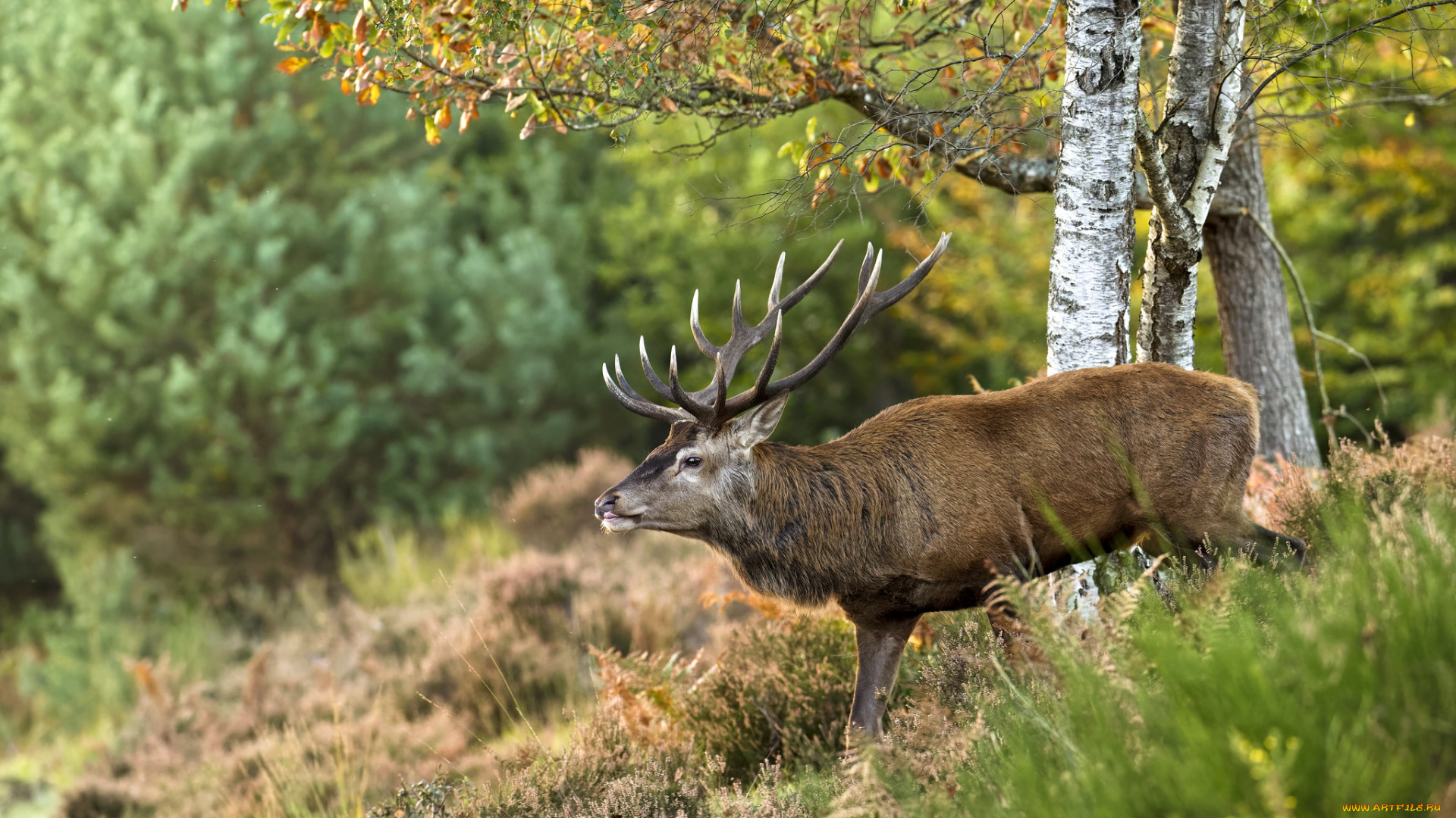 животные, олени, олень