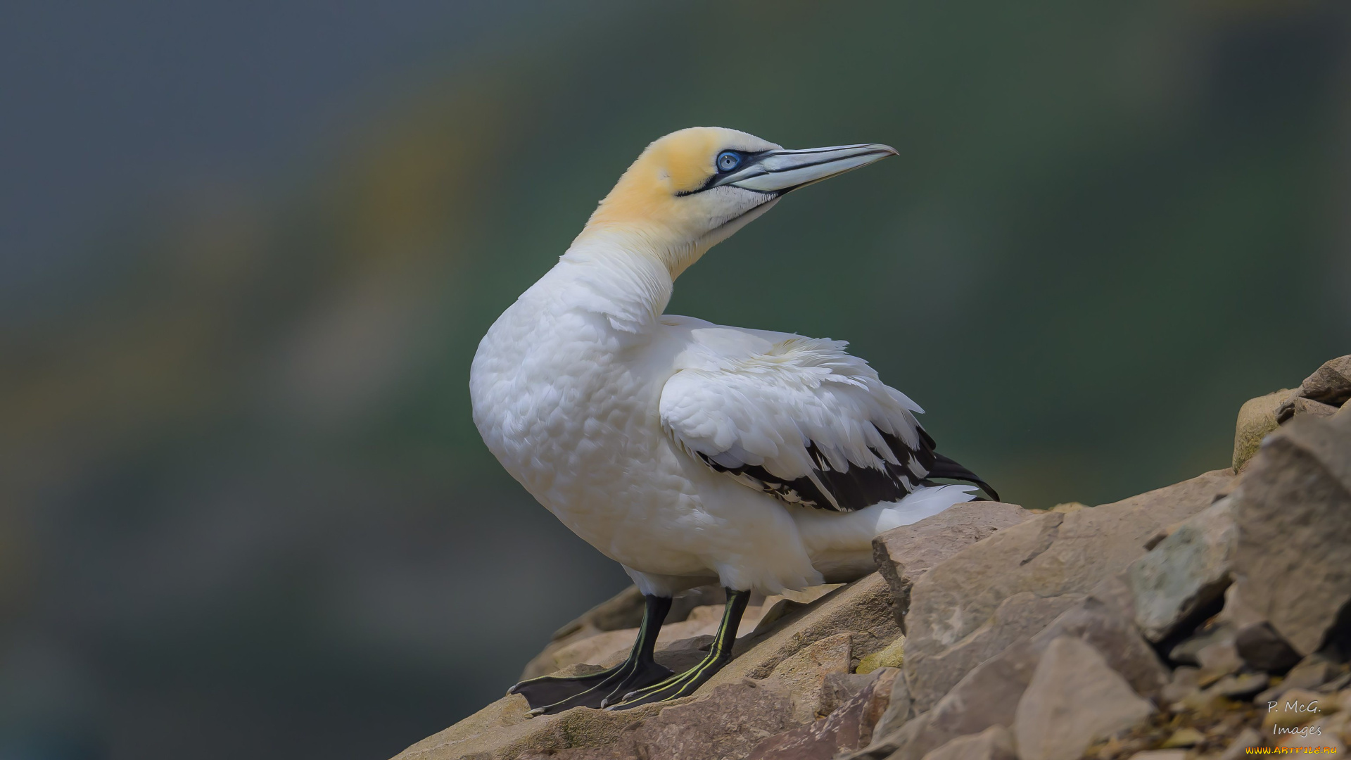 животные, олуши, птица, камень, взгляд