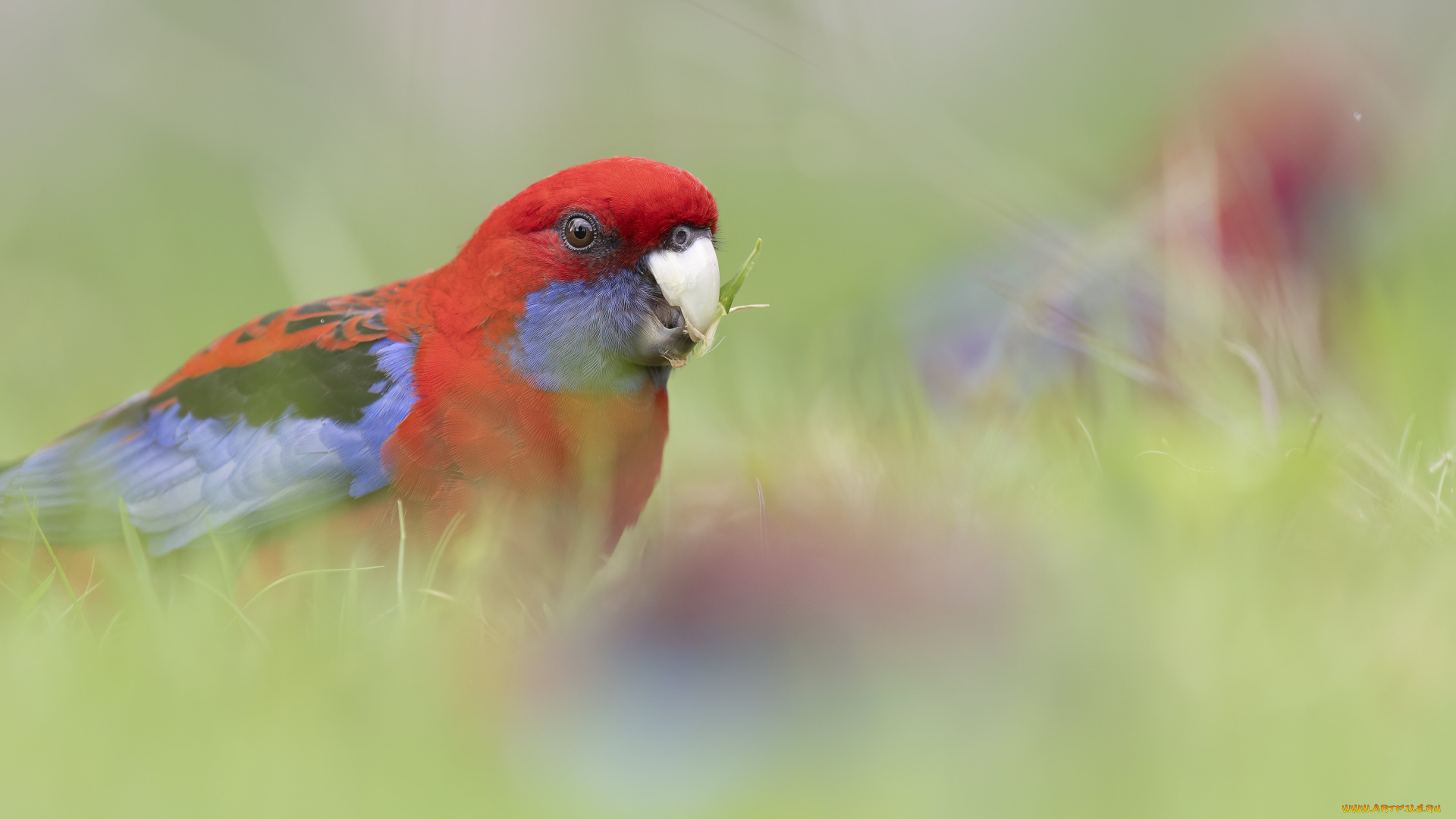 животные, попугаи, попугай, красный, птица, трава