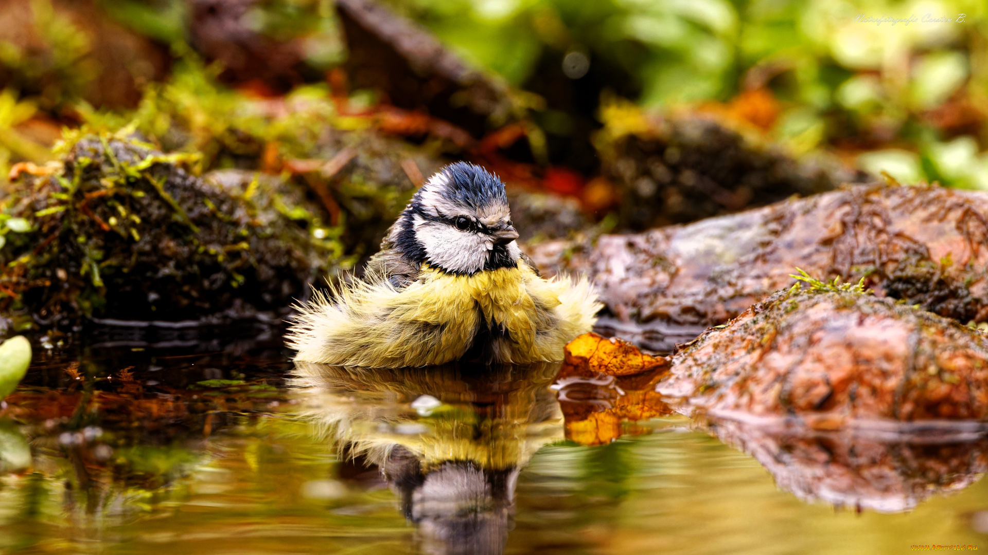 животные, птицы, птица, воробей, вода, мох, природа