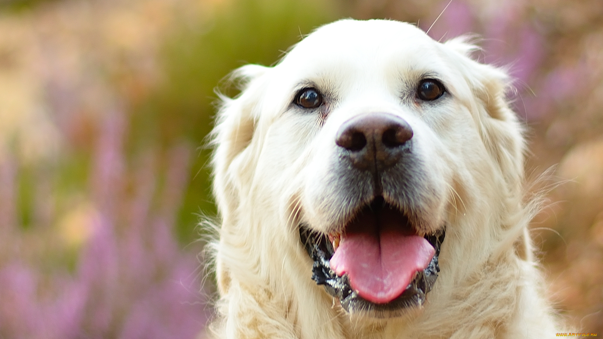 животные, собаки, собака, белый, пес, язык