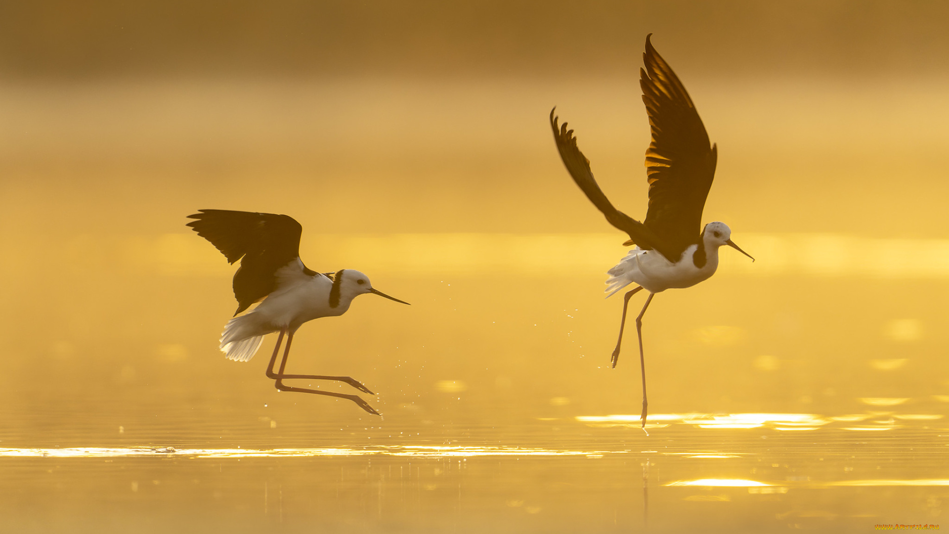 животные, вальдшнепы, , кроншнепы, , бекасы, птицы