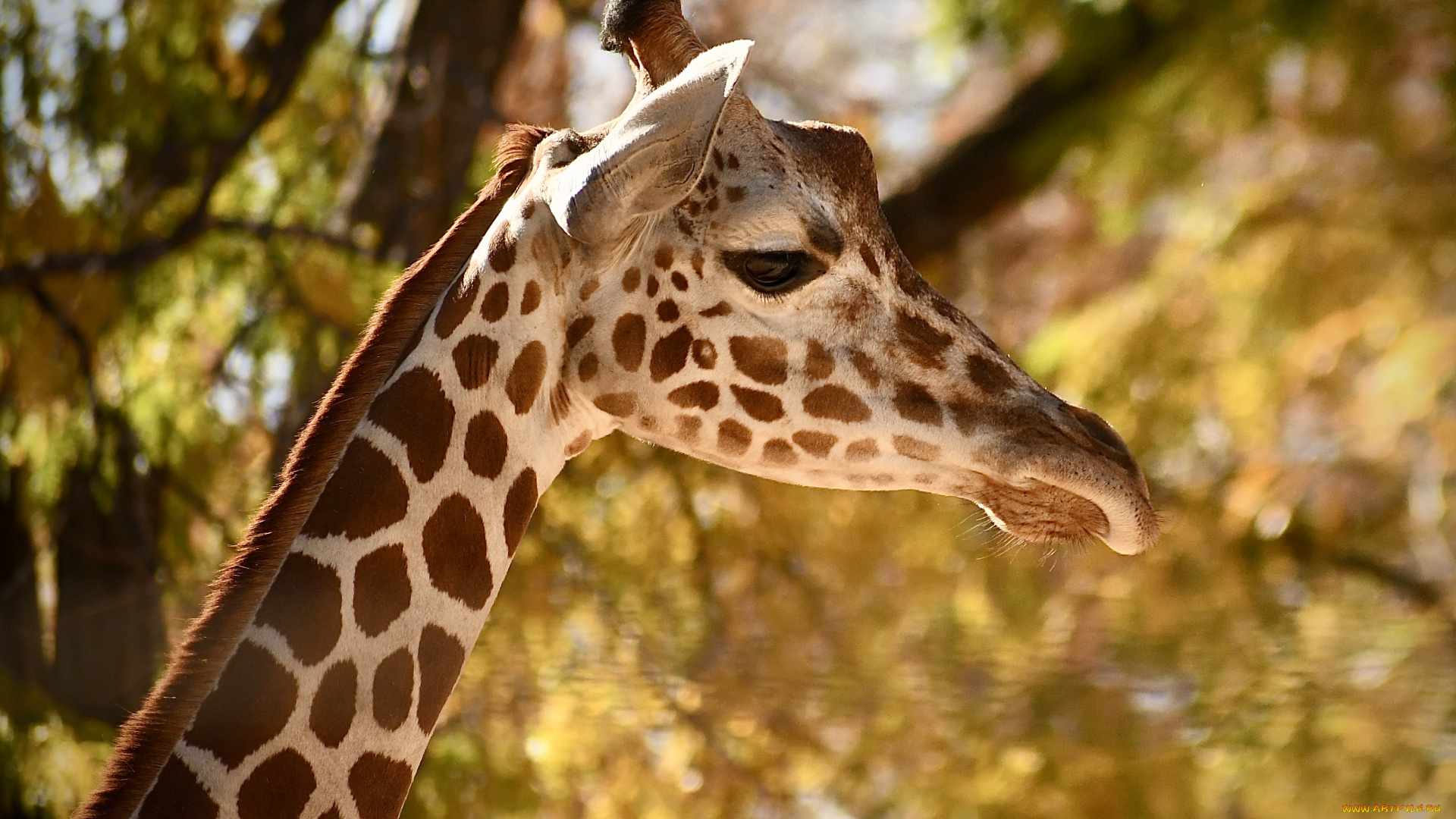 животные, жирафы, жираф, шея, животное, деревья