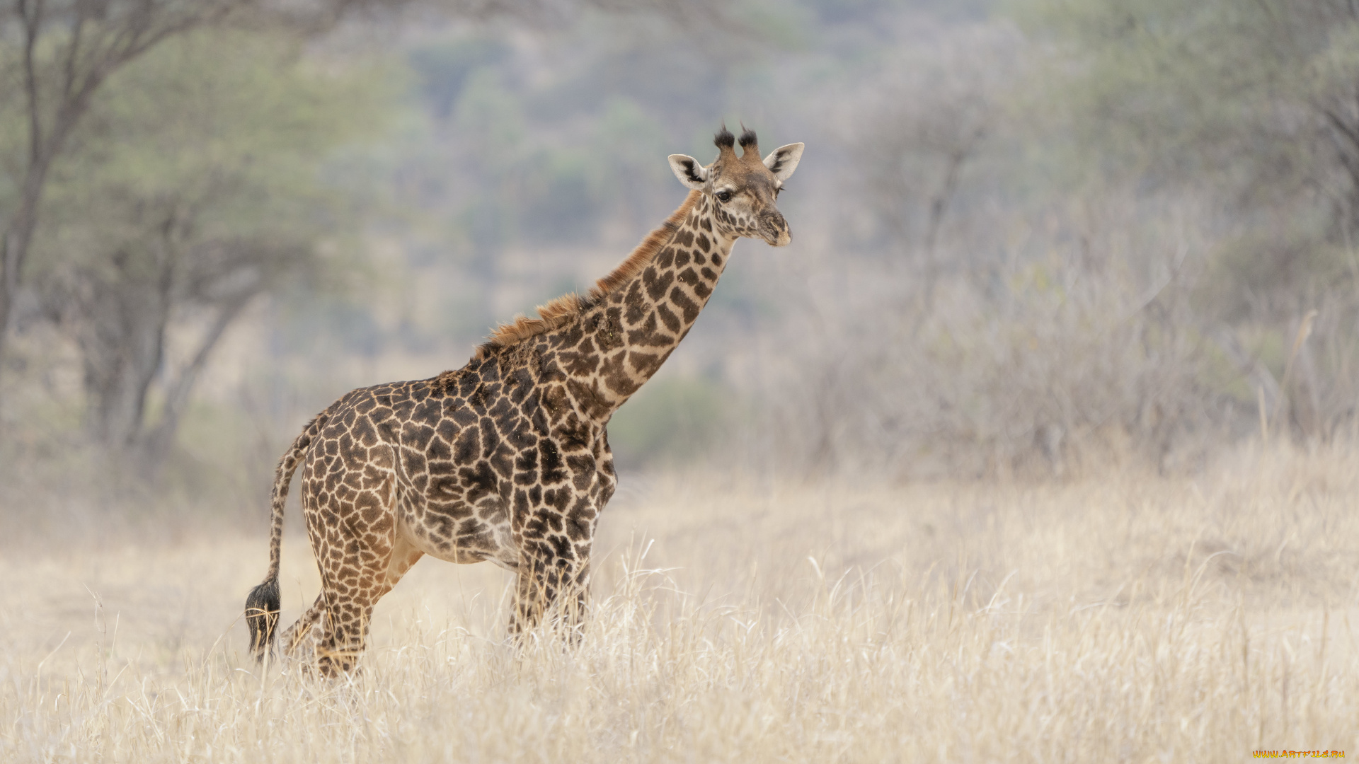 животные, жирафы, жираф, высокий, природа, трава