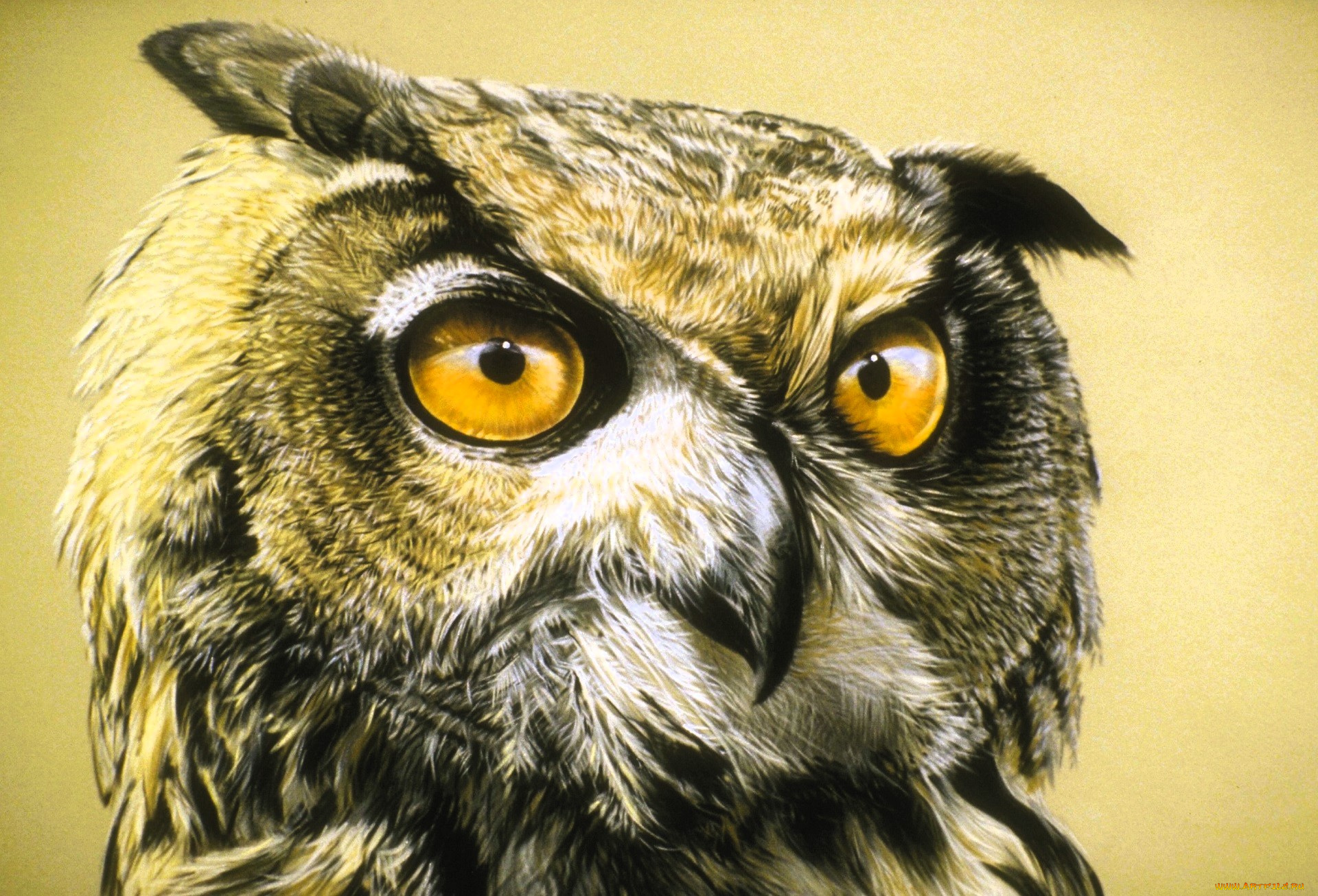 рисованное, животные, , птицы, , совы, , филины, сова, голова