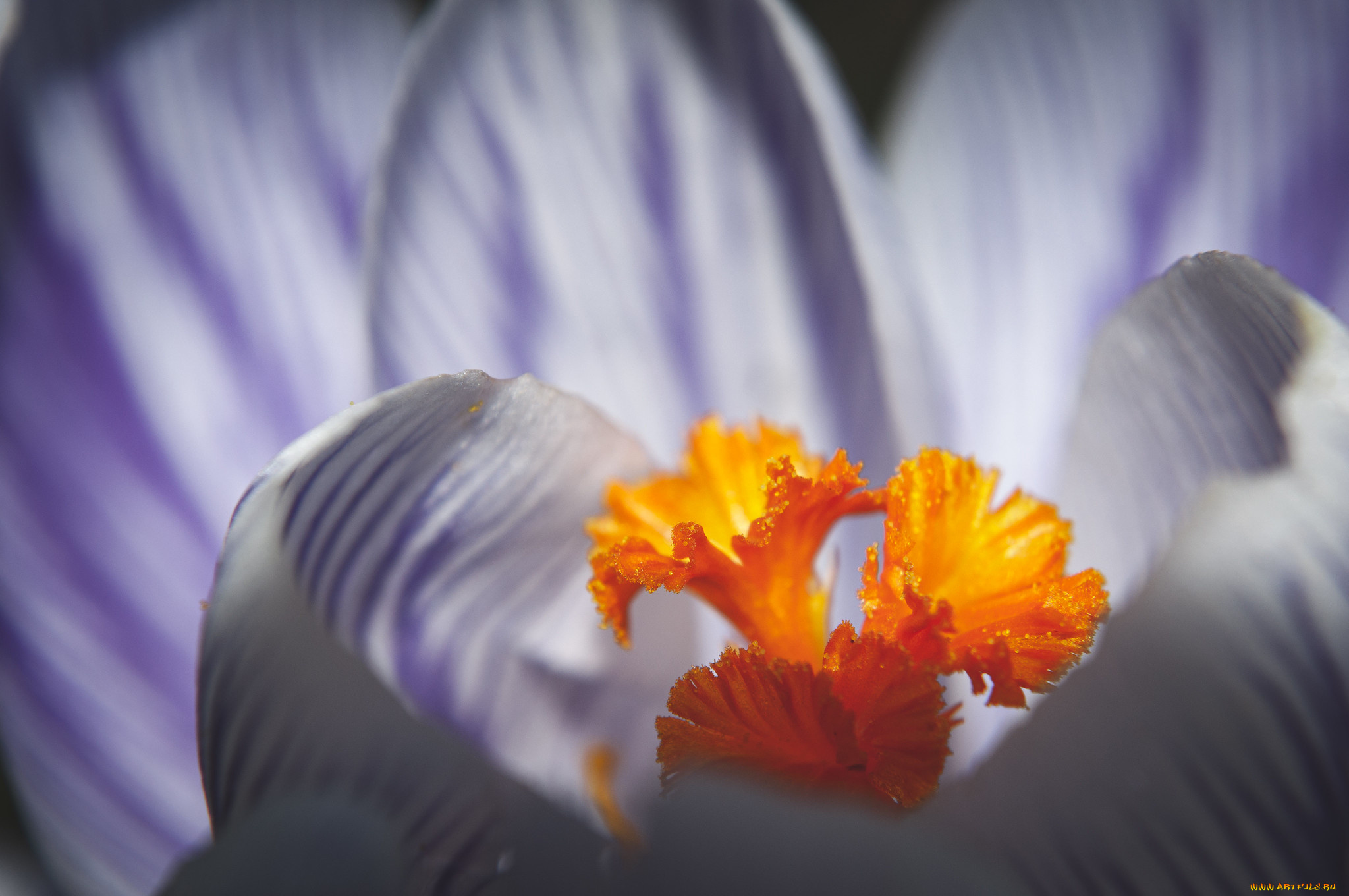 цветы, крокусы