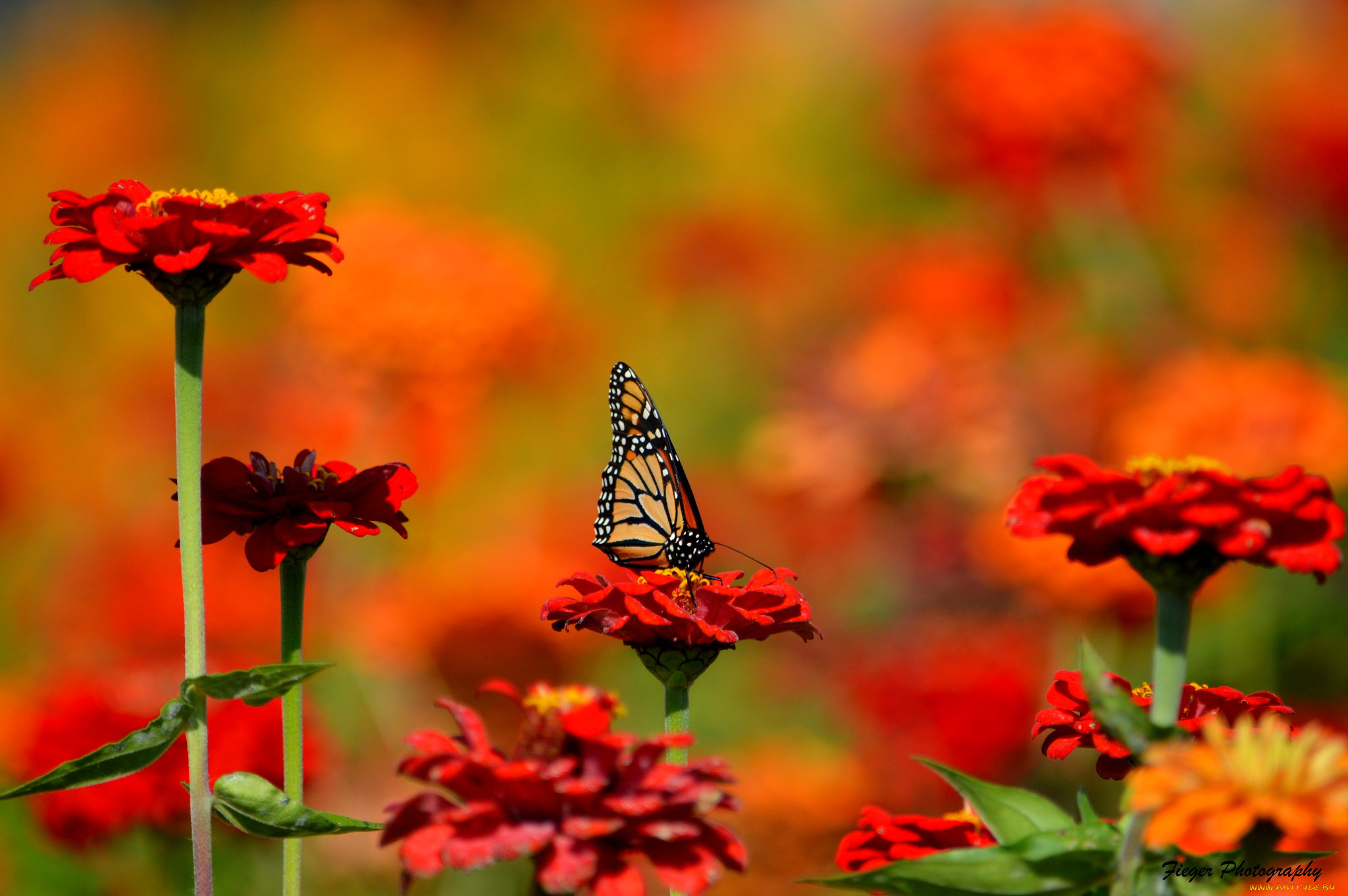 животные, бабочки, , мотыльки, , моли, цветы, природа, бабочка, насекомое