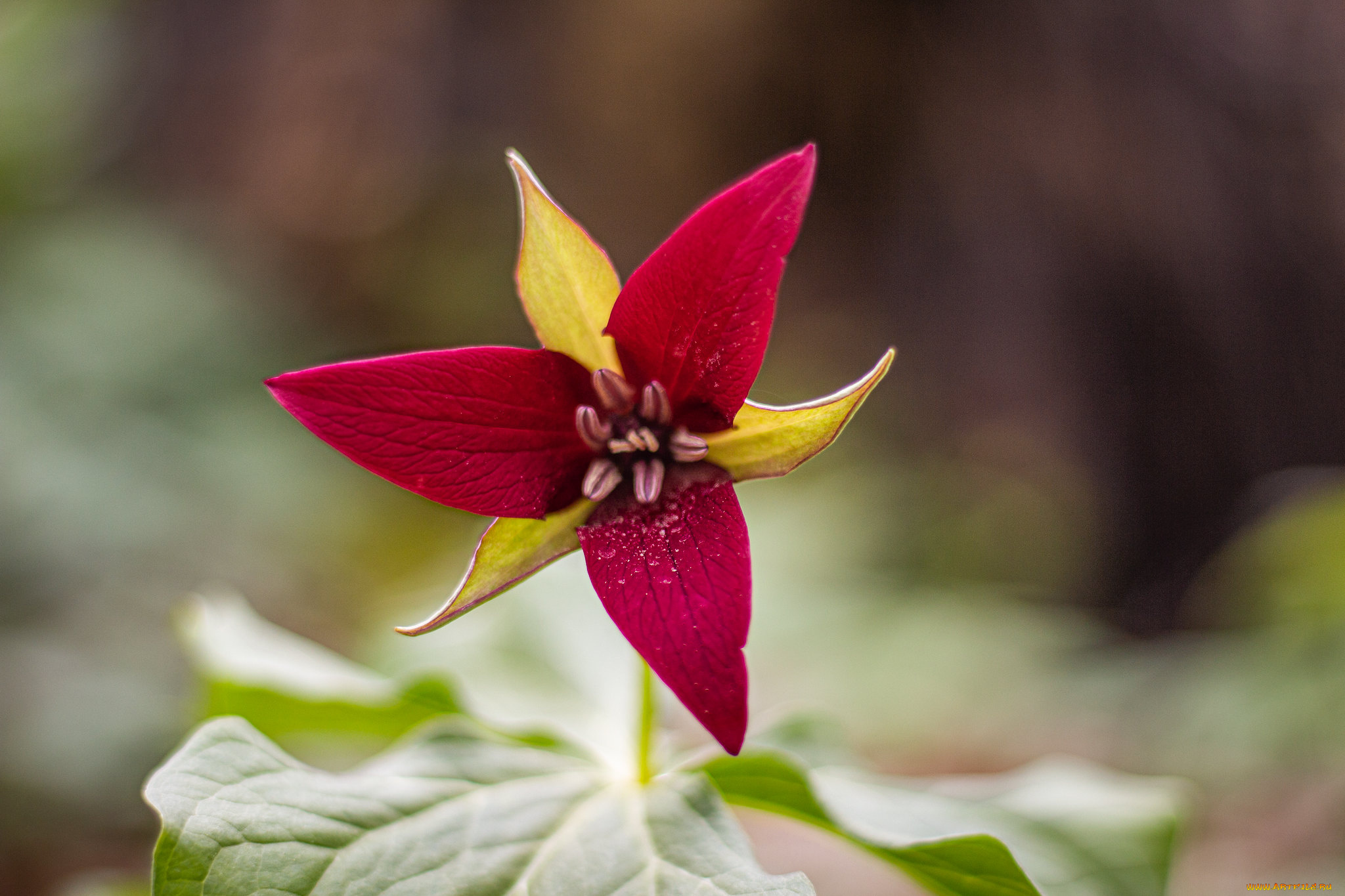 цветы, луговые, , полевые, , цветы, макро