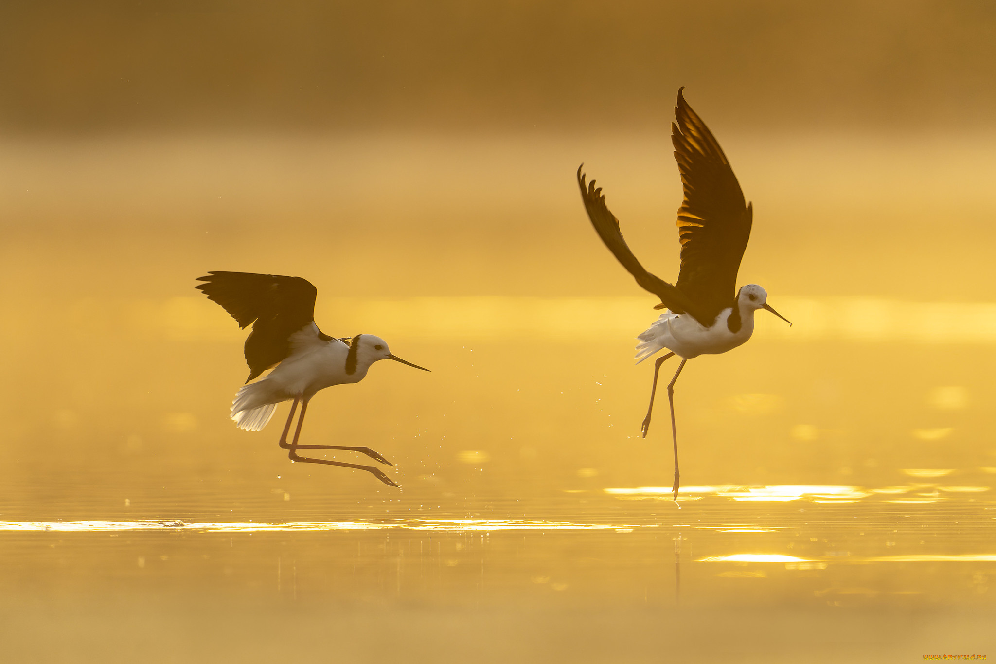 животные, вальдшнепы, , кроншнепы, , бекасы, птицы
