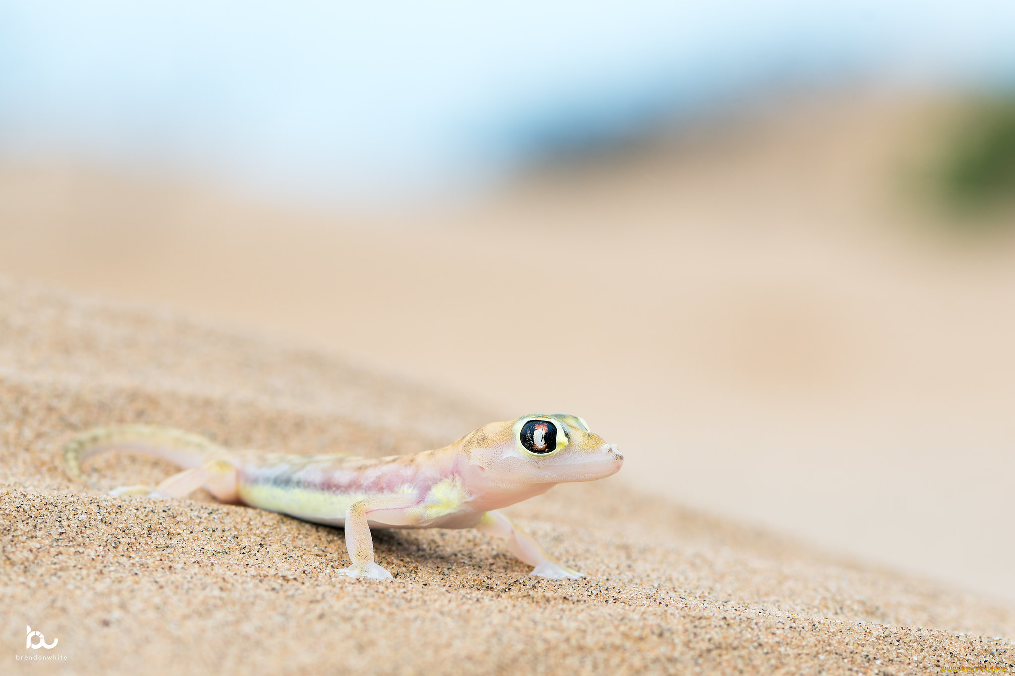 животные, ящерицы, , игуаны, , вараны, ящереца, песок, фон