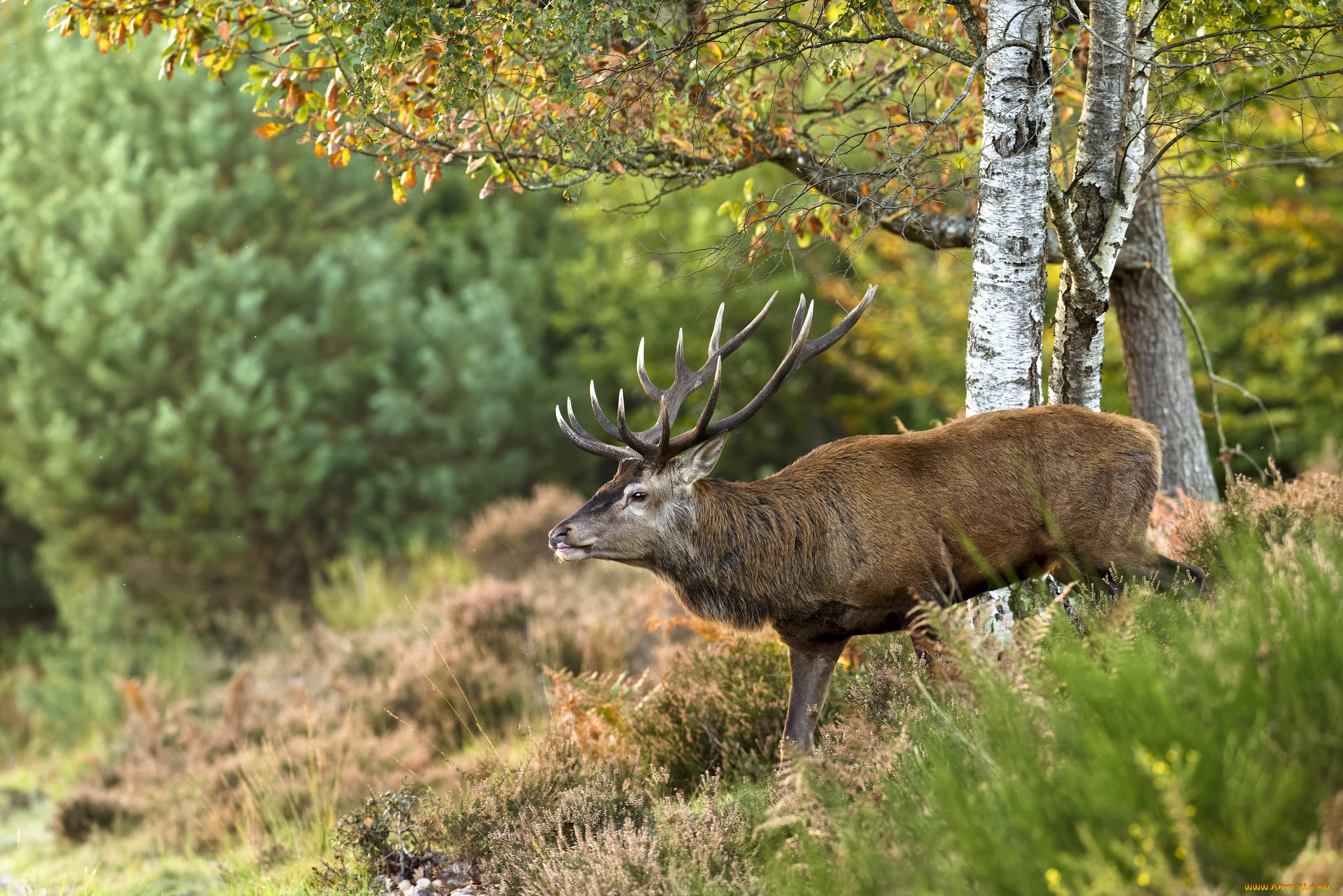 животные, олени, олень