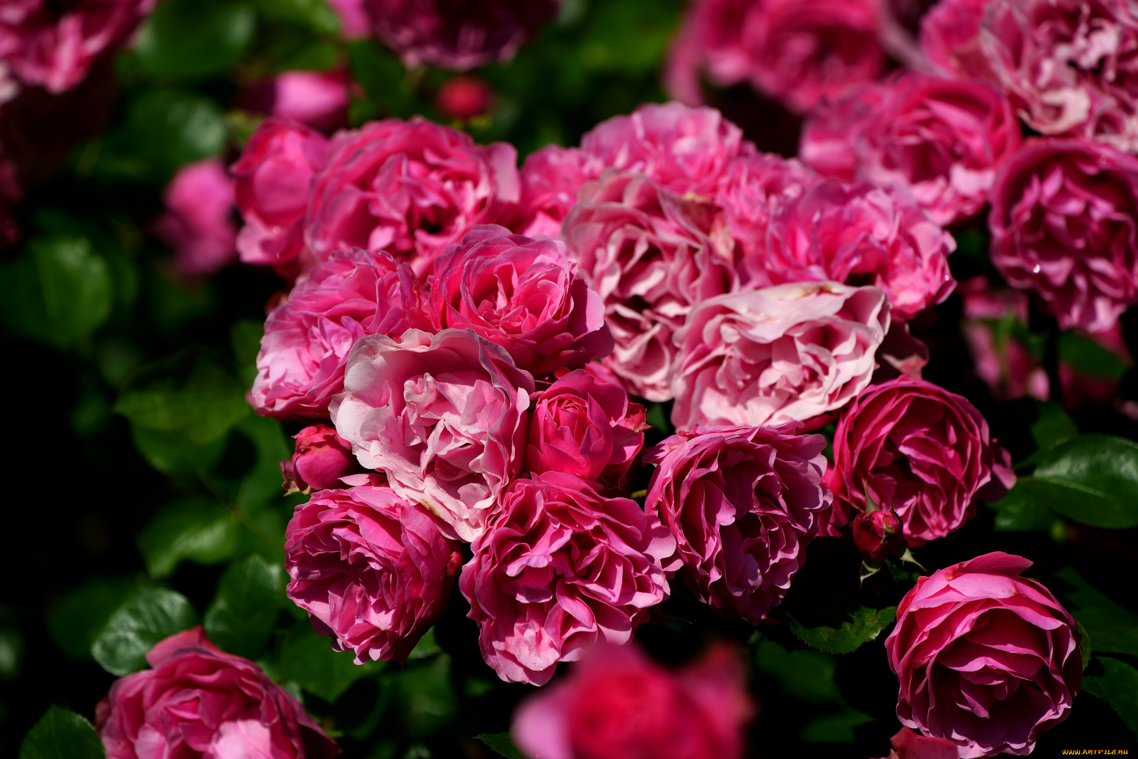 цветы, розы